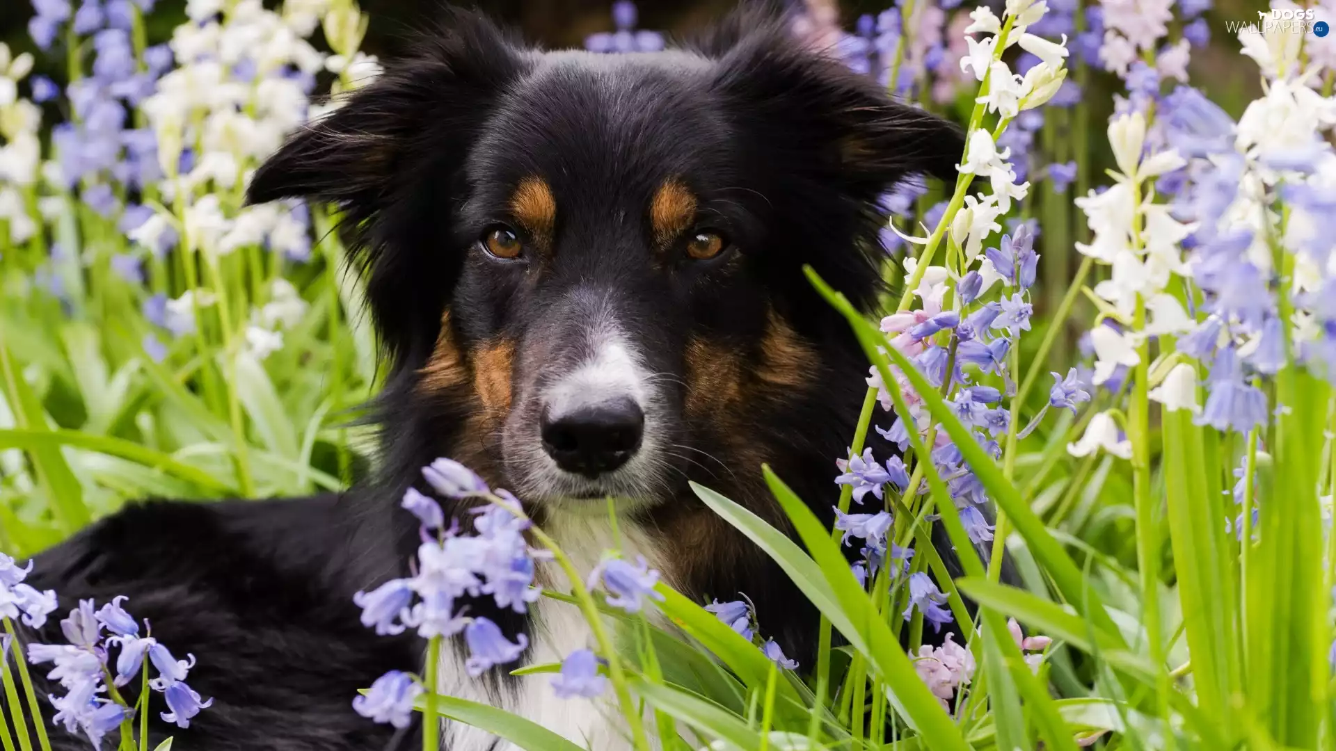 Flowers, muzzle, Border Collie, grass, dog