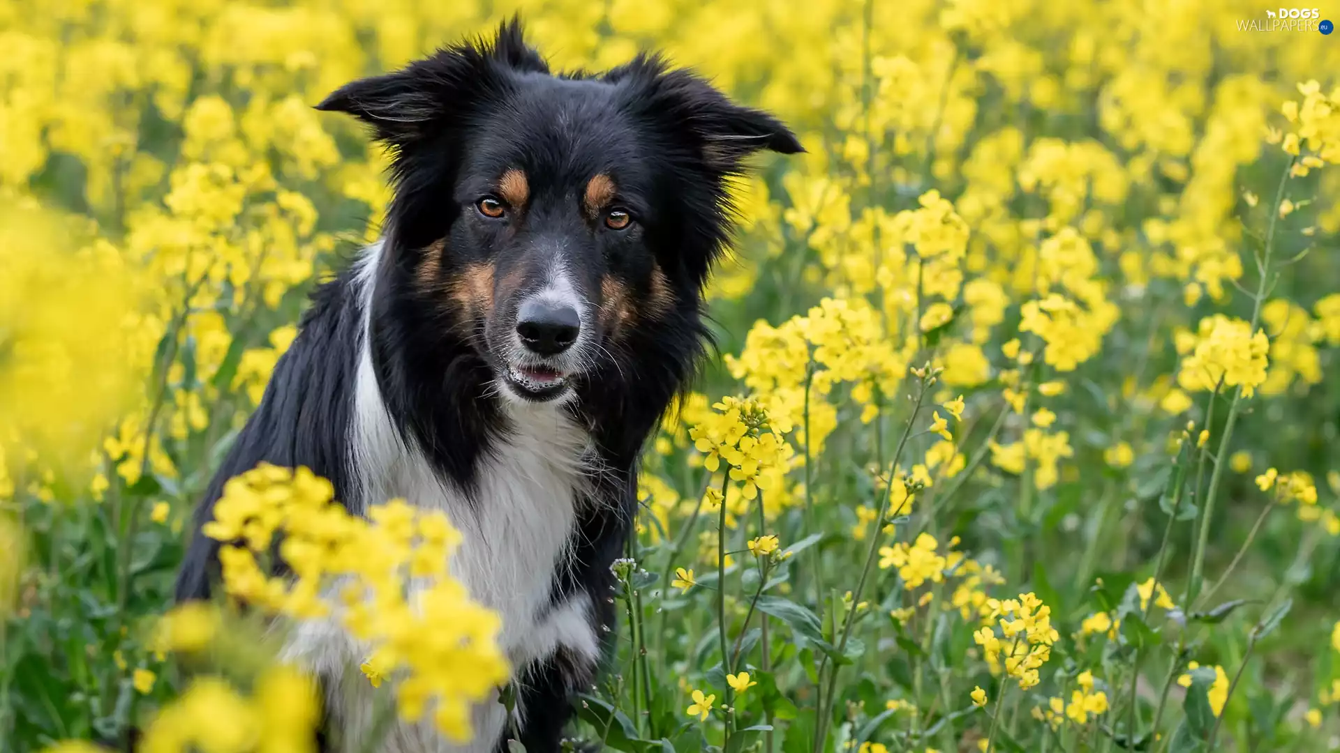 Flowers, rape, Border Collie, Yellow, dog