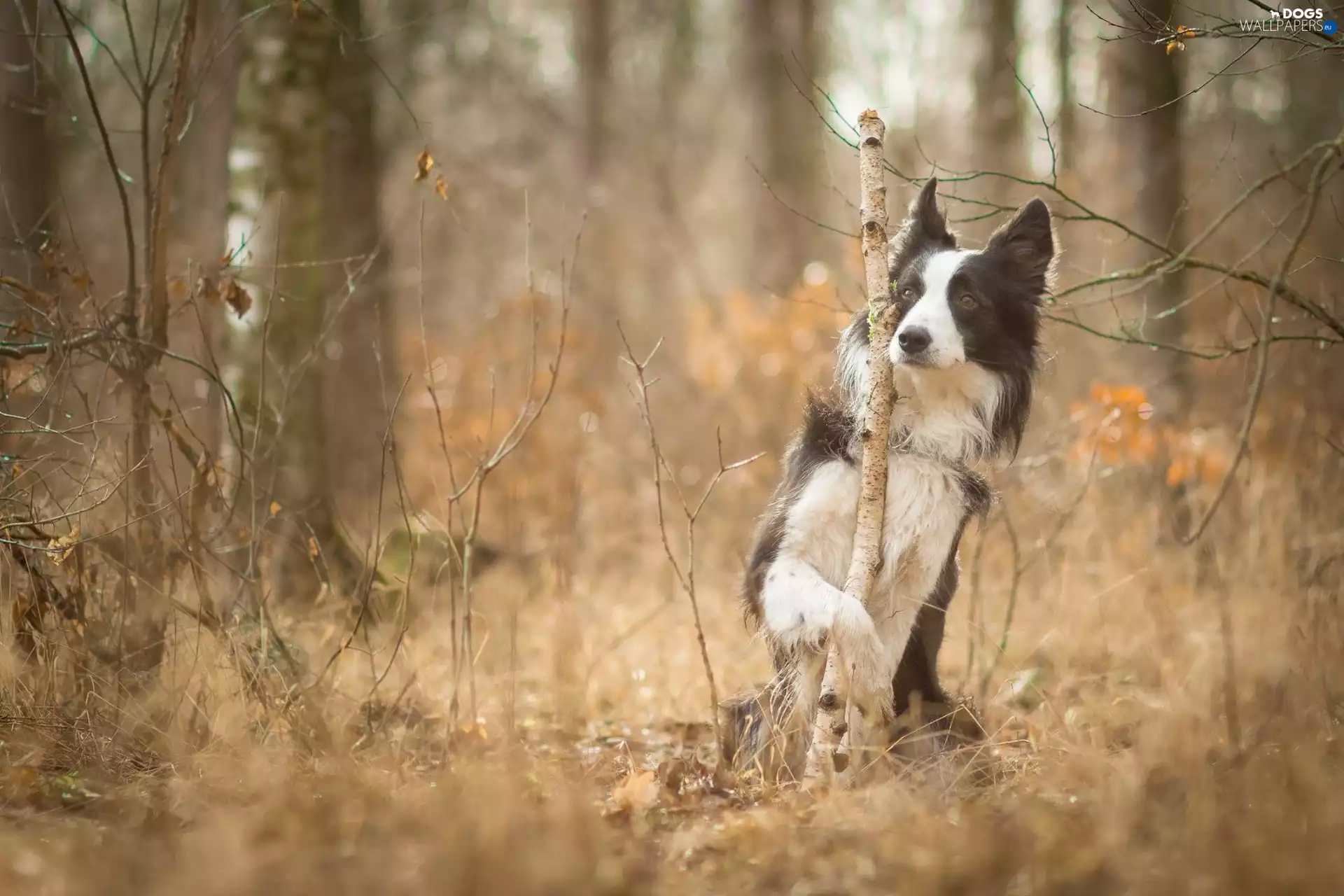 forest, dodge, Border Collie, autumn, dog