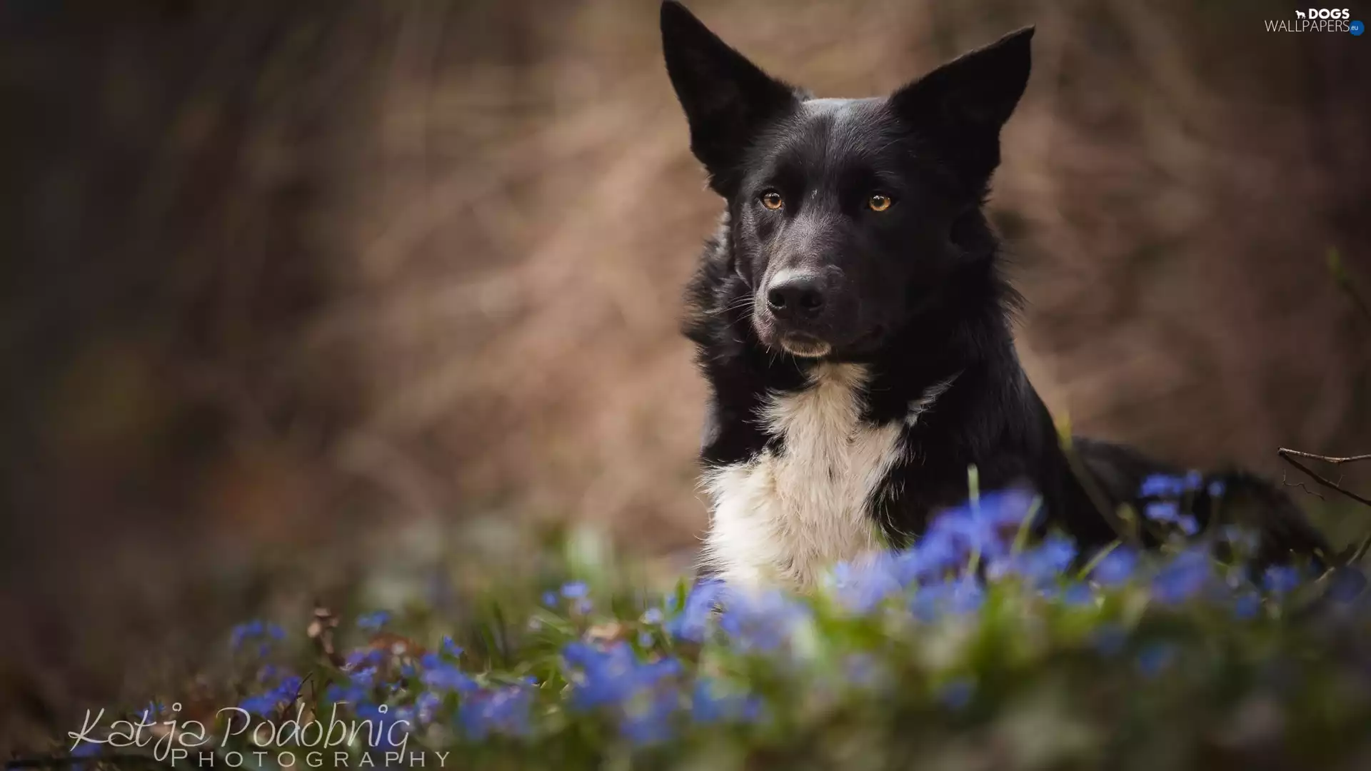 fuzzy, background, Border Collie, Flowers, dog