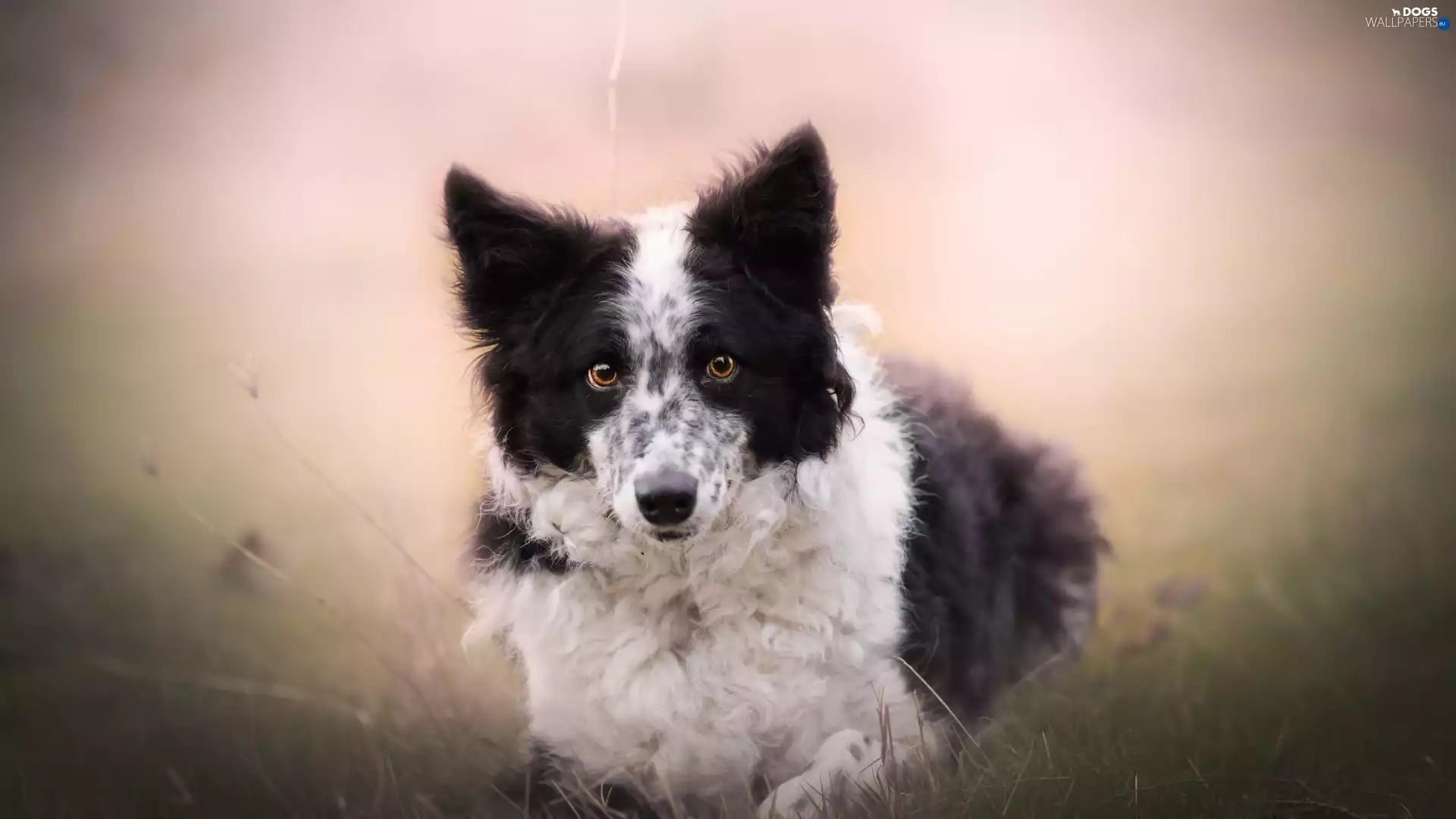 fuzzy, background, Border Collie, Meadow, dog