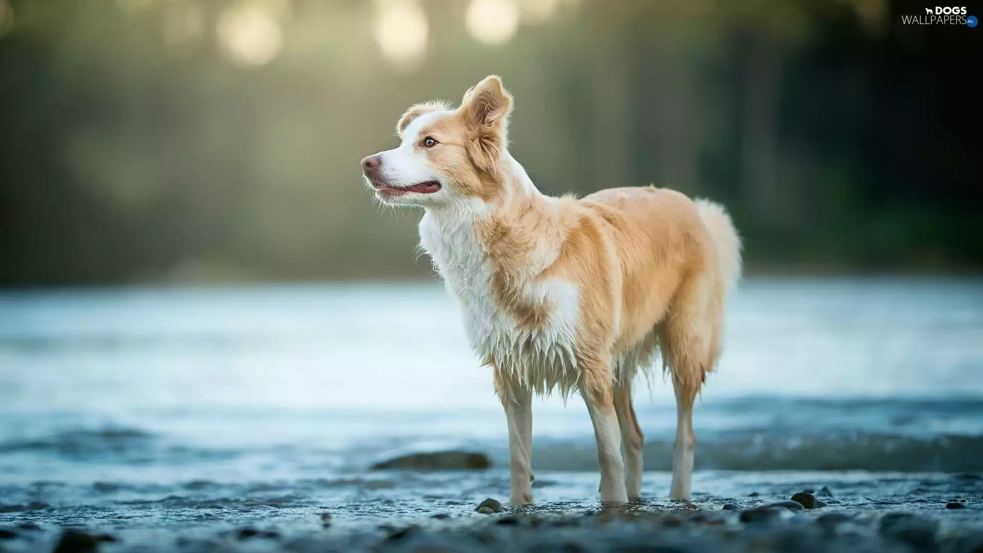 fuzzy, background, Border Collie, water, dog