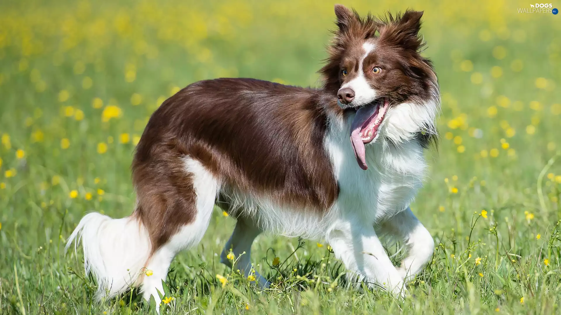 grass, Flowers, Border Collie, Meadow, dog