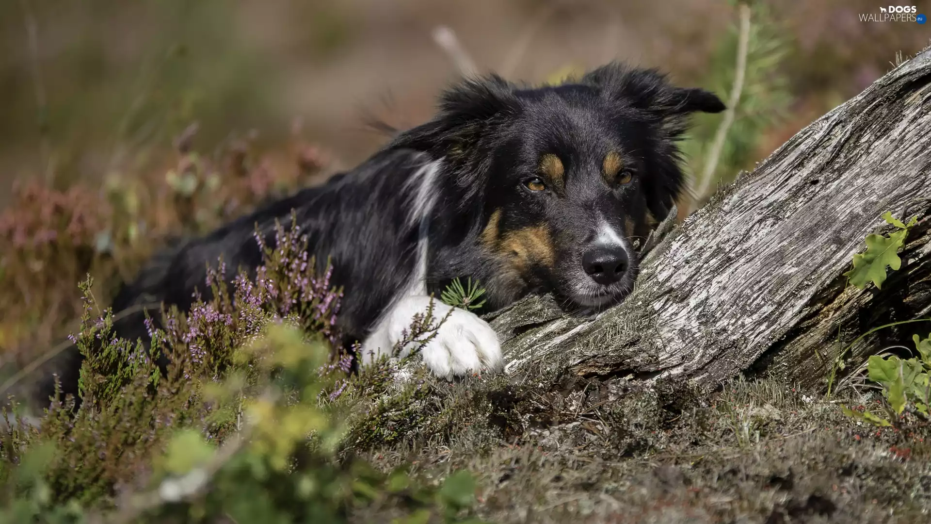 heather, trees, Border Collie, muzzle, dog