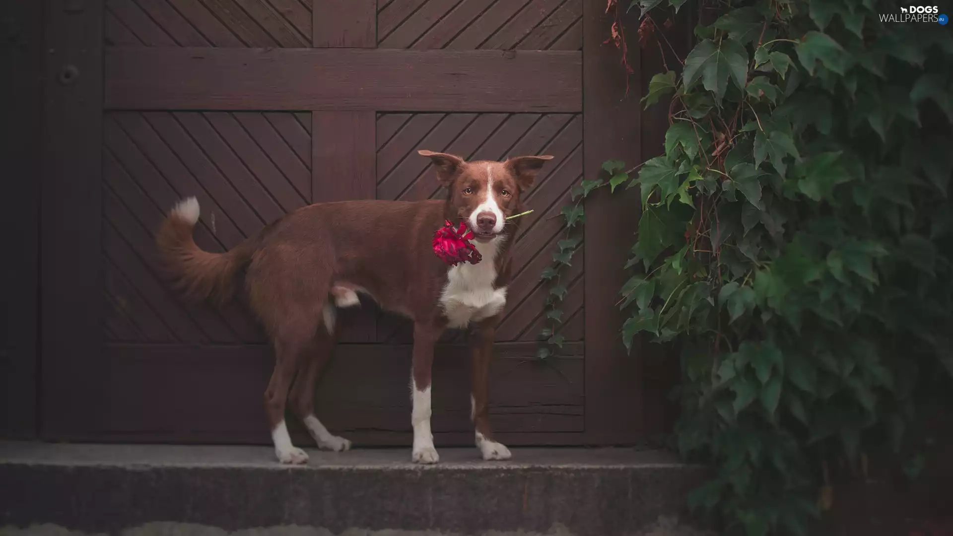 Leaf, Doors, Border Collie, Flower, dog