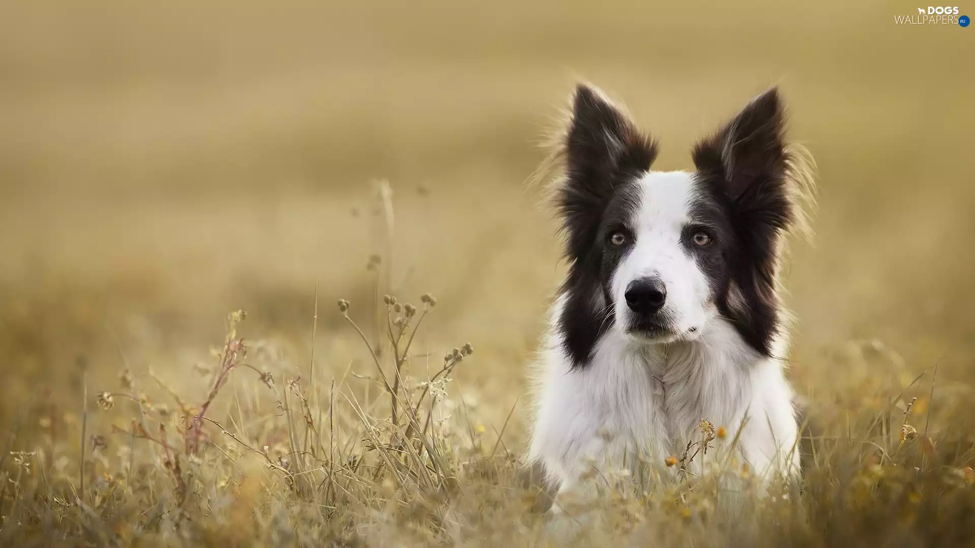 Meadow, Plants, Border Collie, muzzle, dog