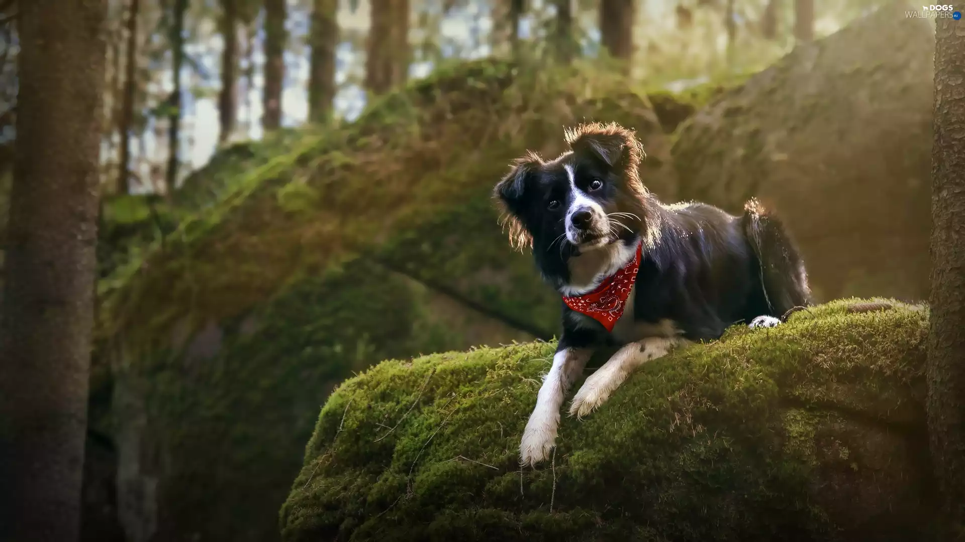 Mossy, Rocks, Border Collie, scarf, dog