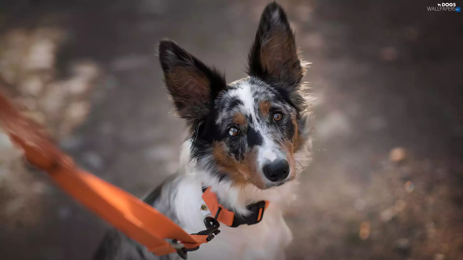 Orange, Leash, Border Collie, muzzle, dog