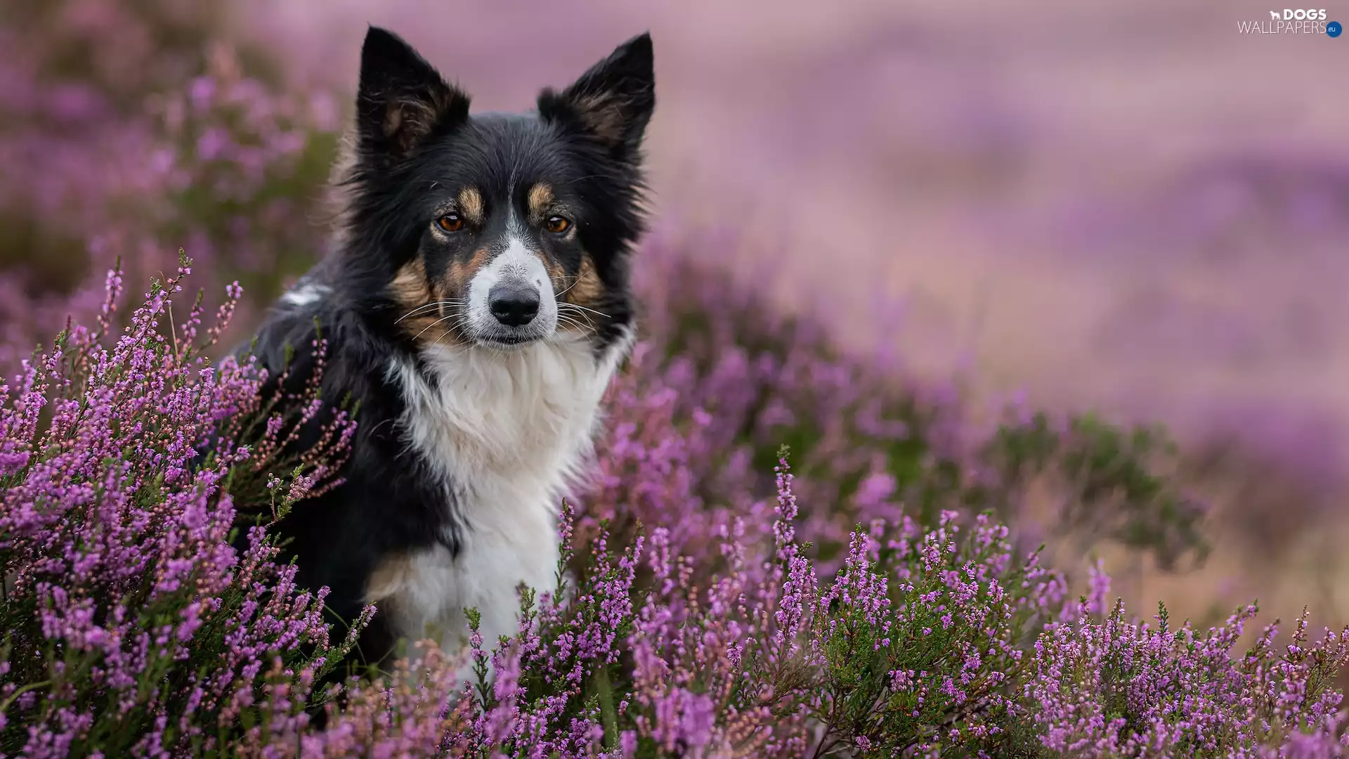 purple, heathers, Border Collie, Flowers, dog