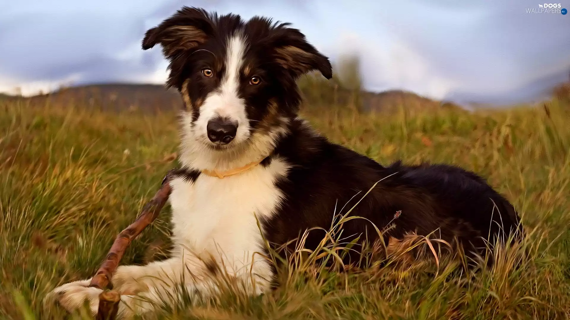 stick, graphics, Border Collie, grass, dog