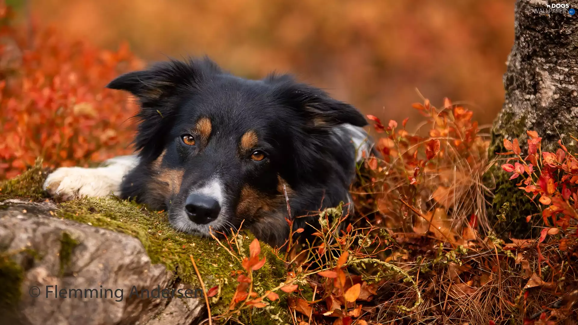 Stone, Plants, Border Collie, muzzle, dog