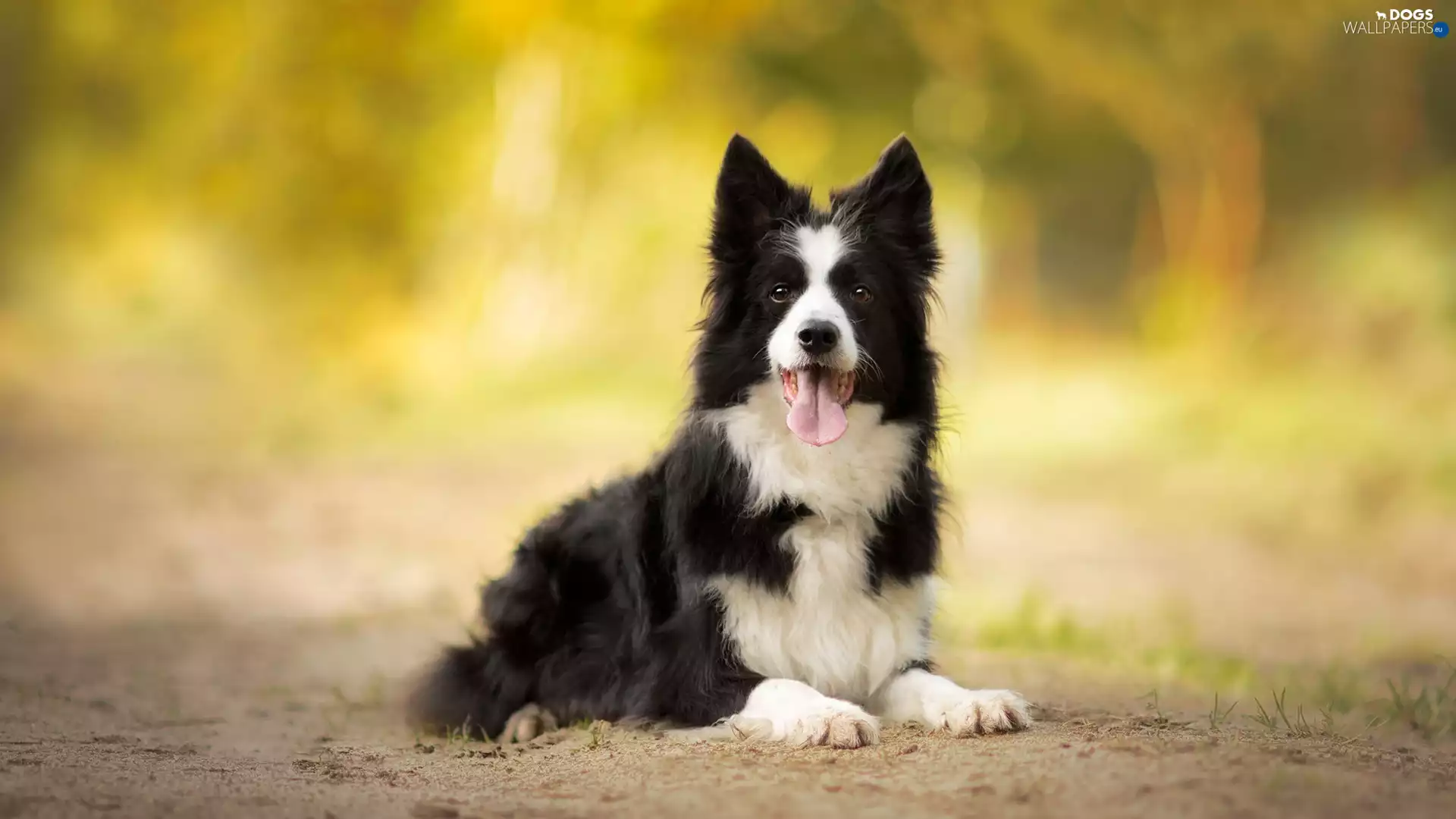 tongue, Sand, Border Collie, muzzle, dog