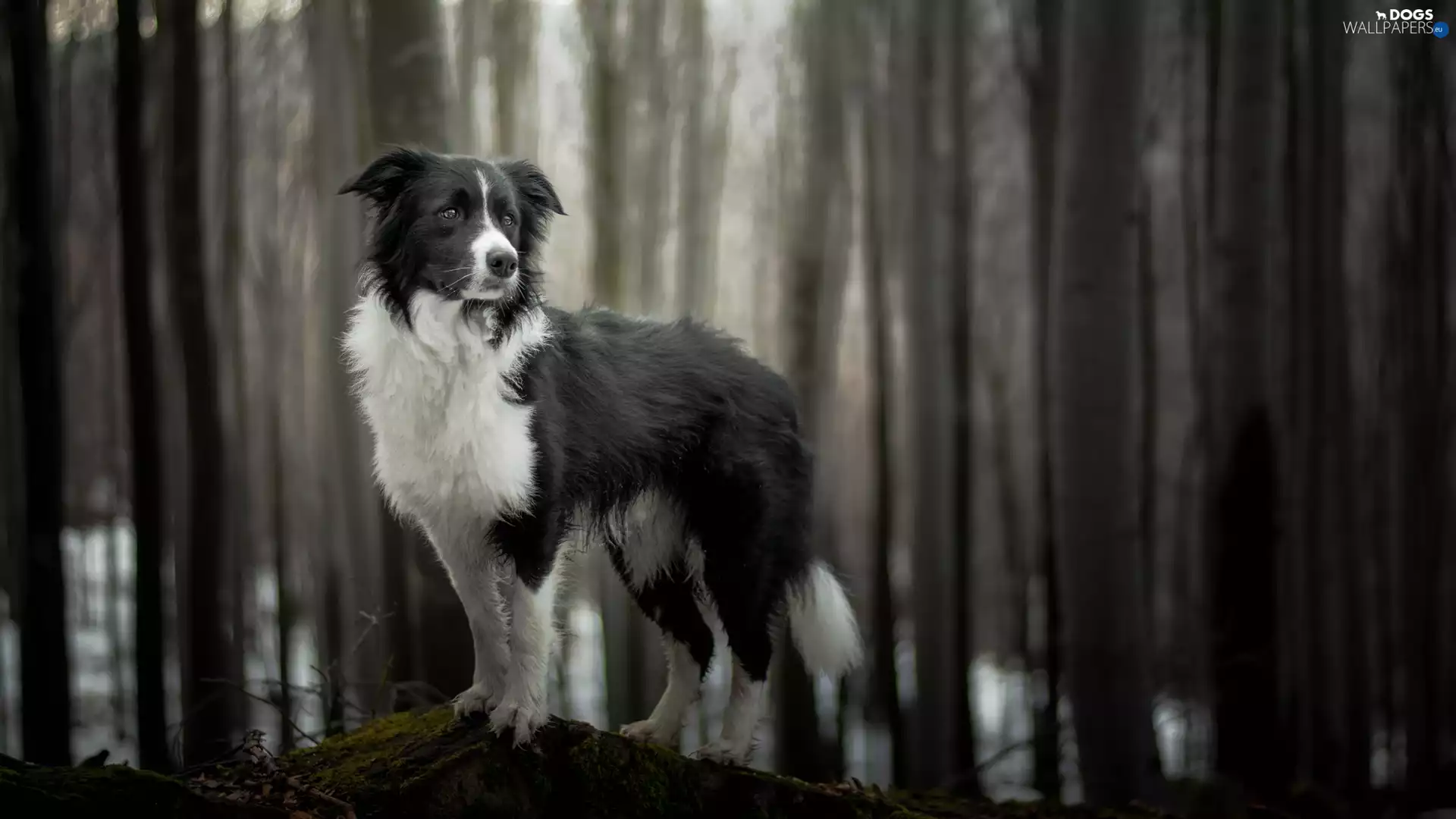 trees, viewes, Border Collie, forest, dog