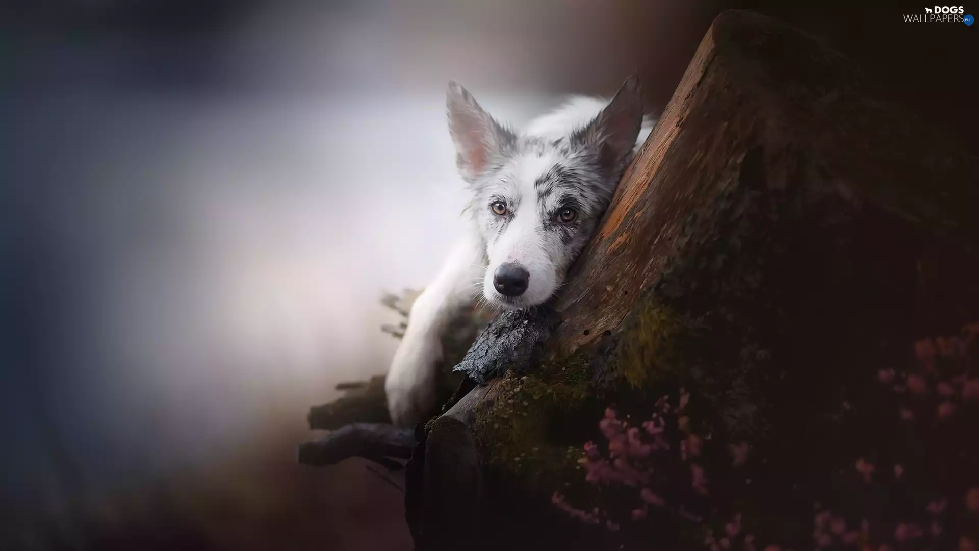 trees, heather, Border Collie, muzzle, dog