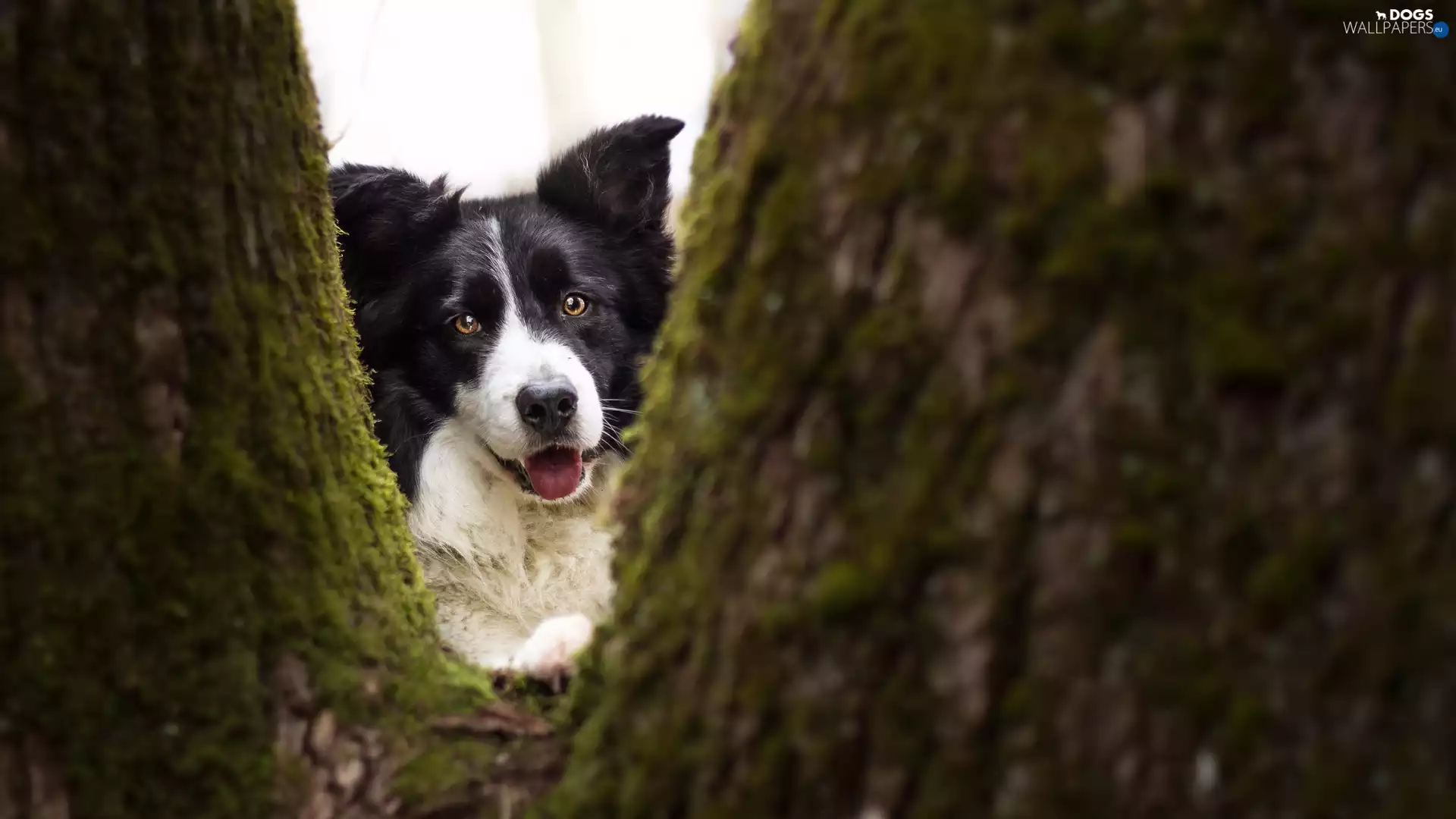 trees, Moss, Border Collie, muzzle, dog