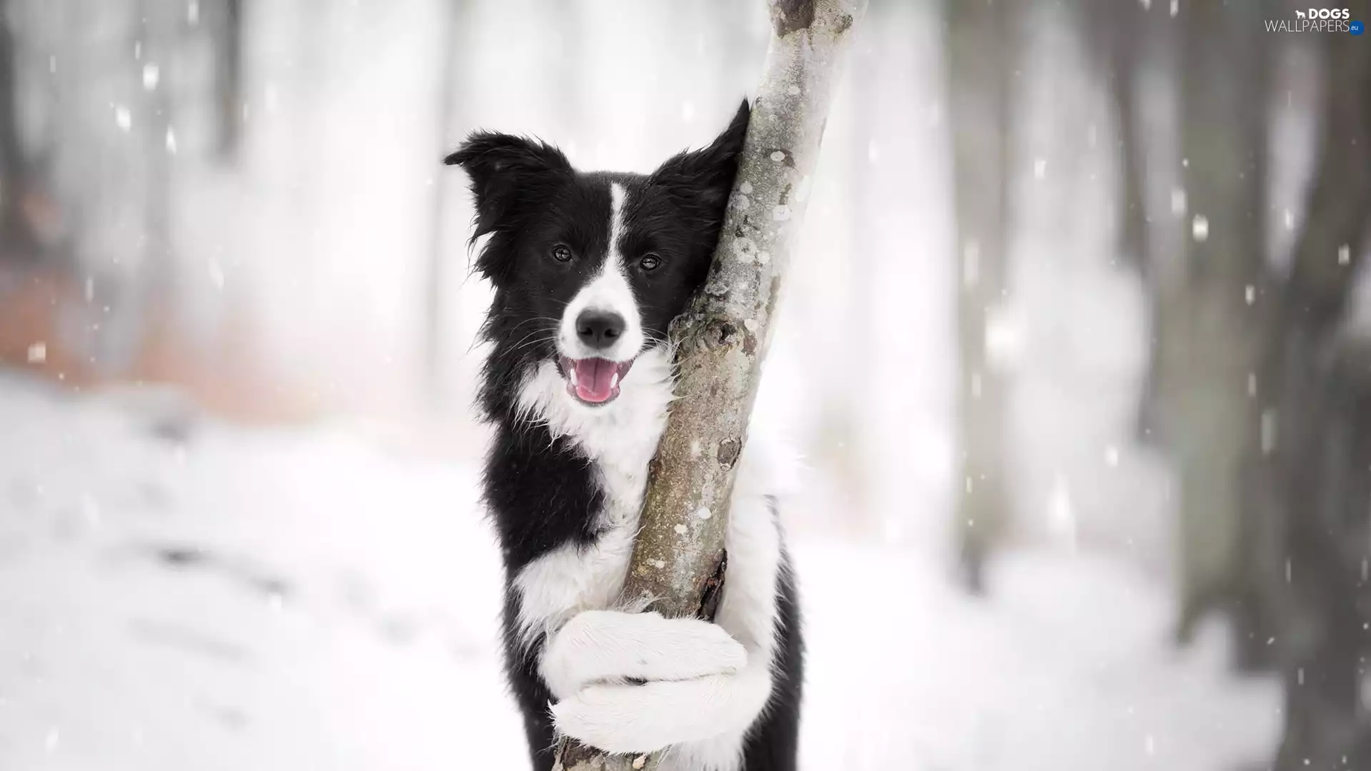 trees, snow, Border Collie, muzzle, dog