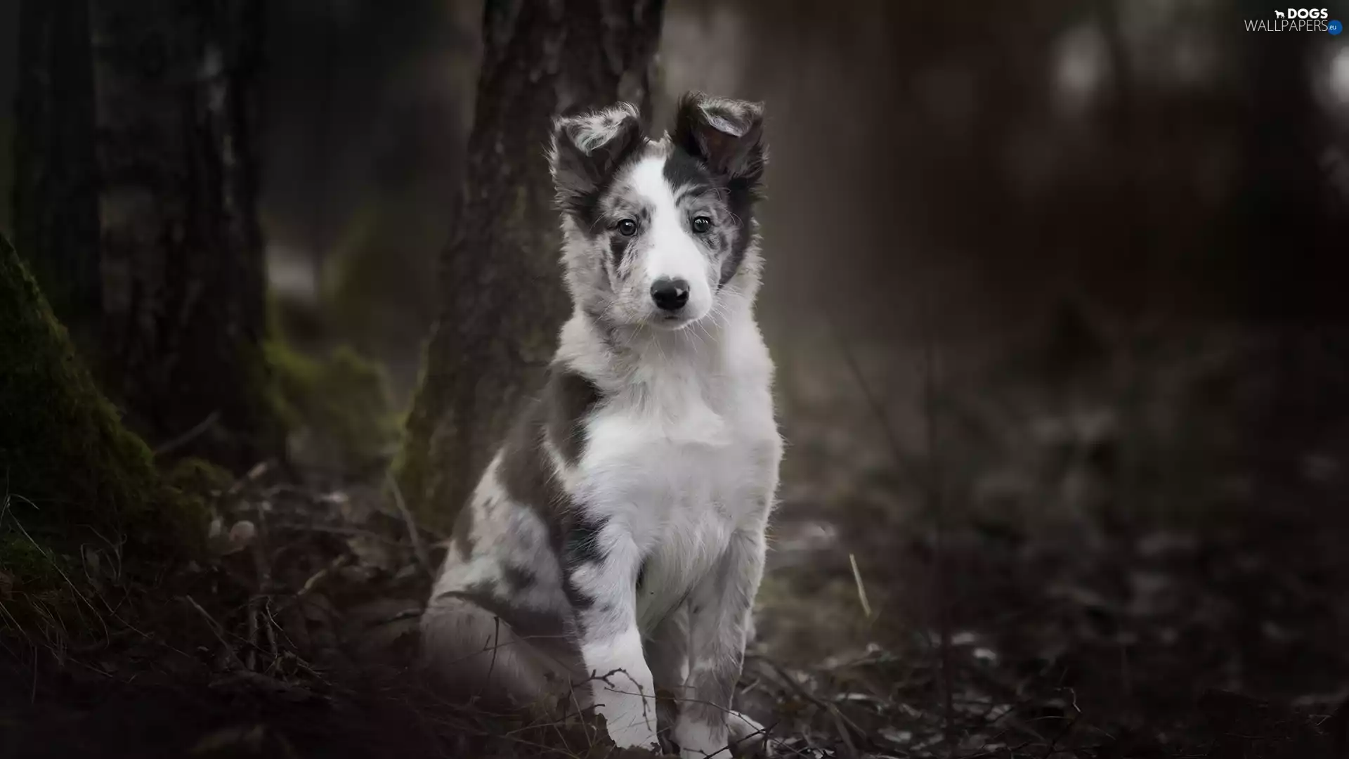 trees, viewes, Border Collie, Puppy, dog
