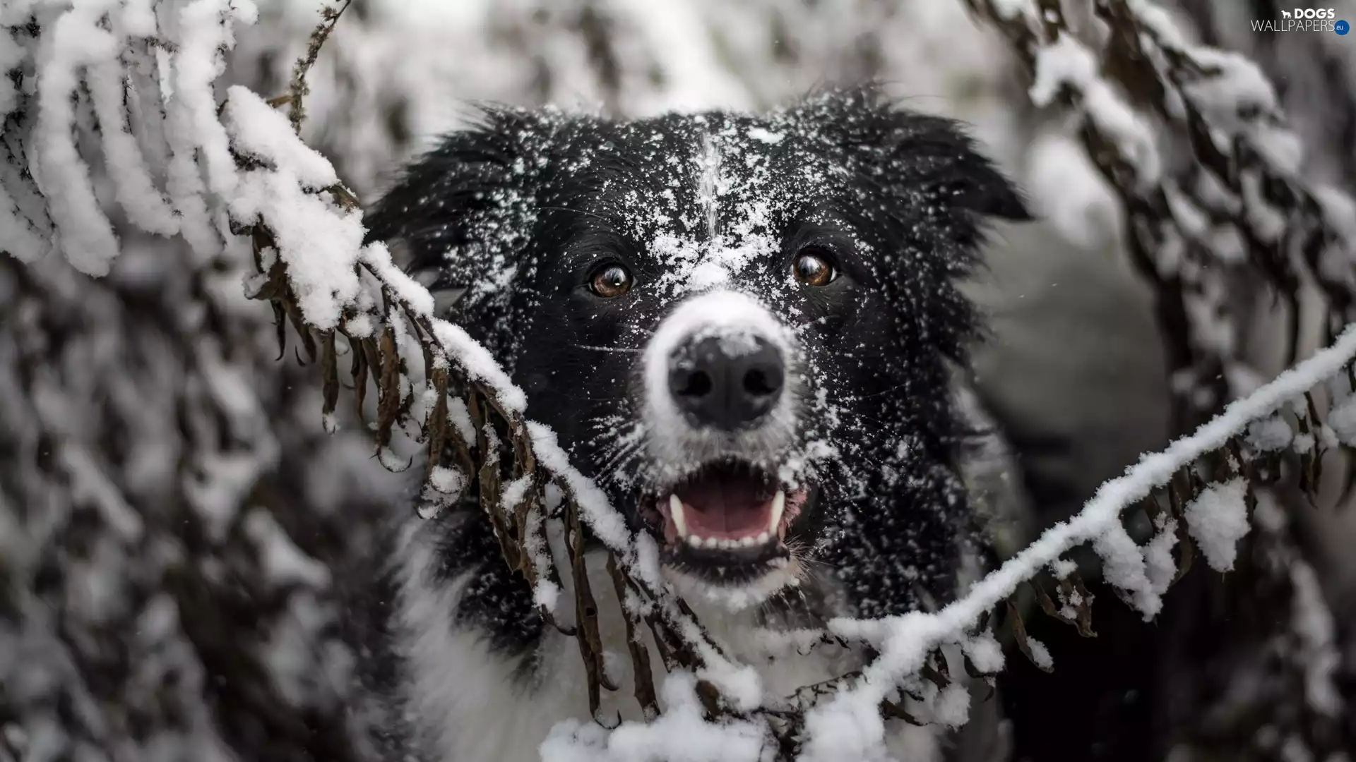 Twigs, snow, Border Collie, muzzle, dog