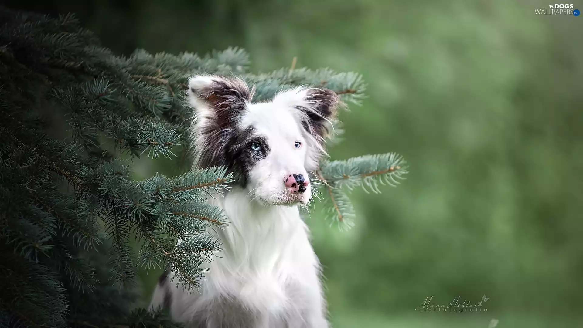 Twigs, spruce, Border Collie, muzzle, dog