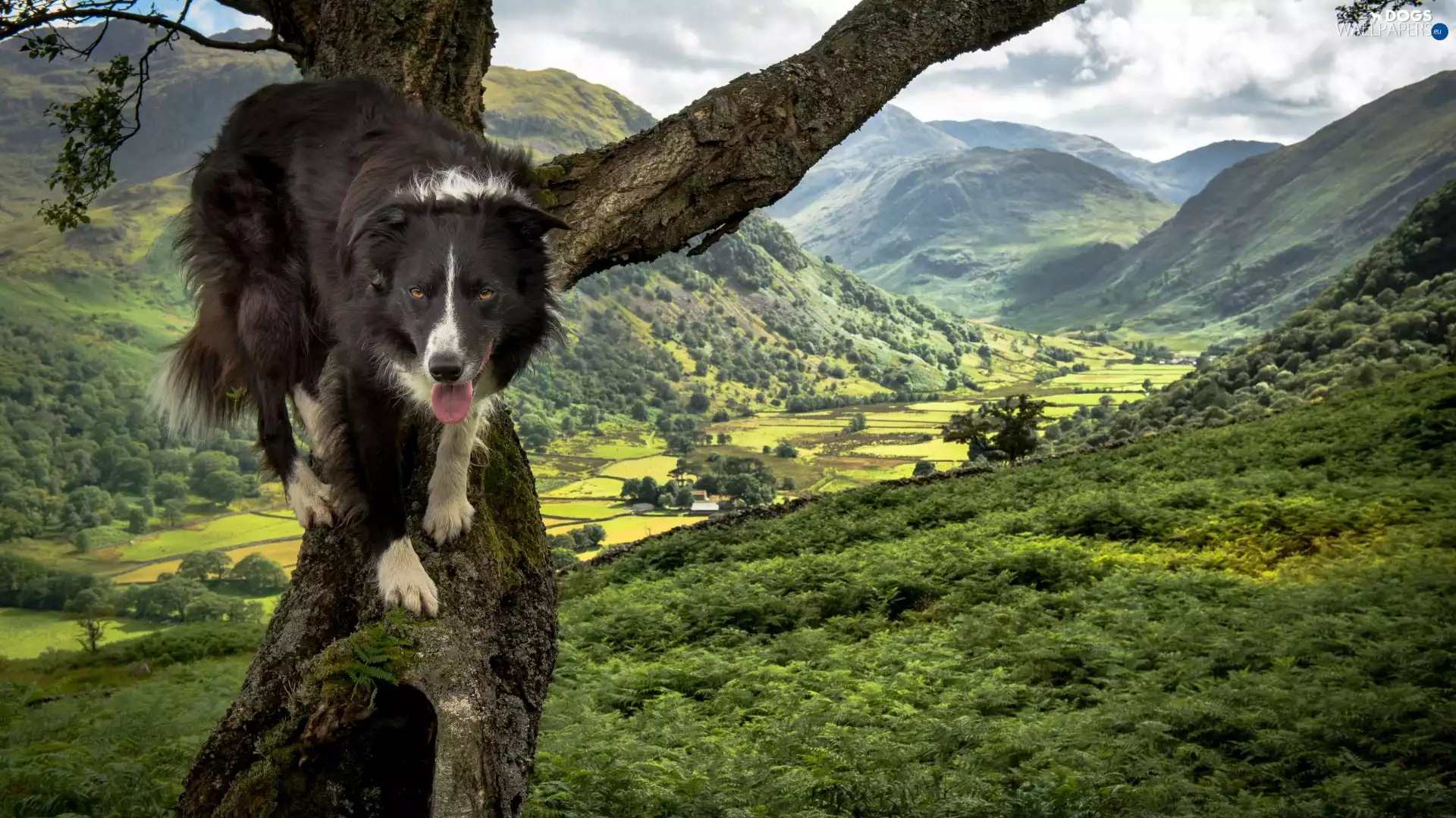 Valley, Mountains, Border Collie, trees, dog