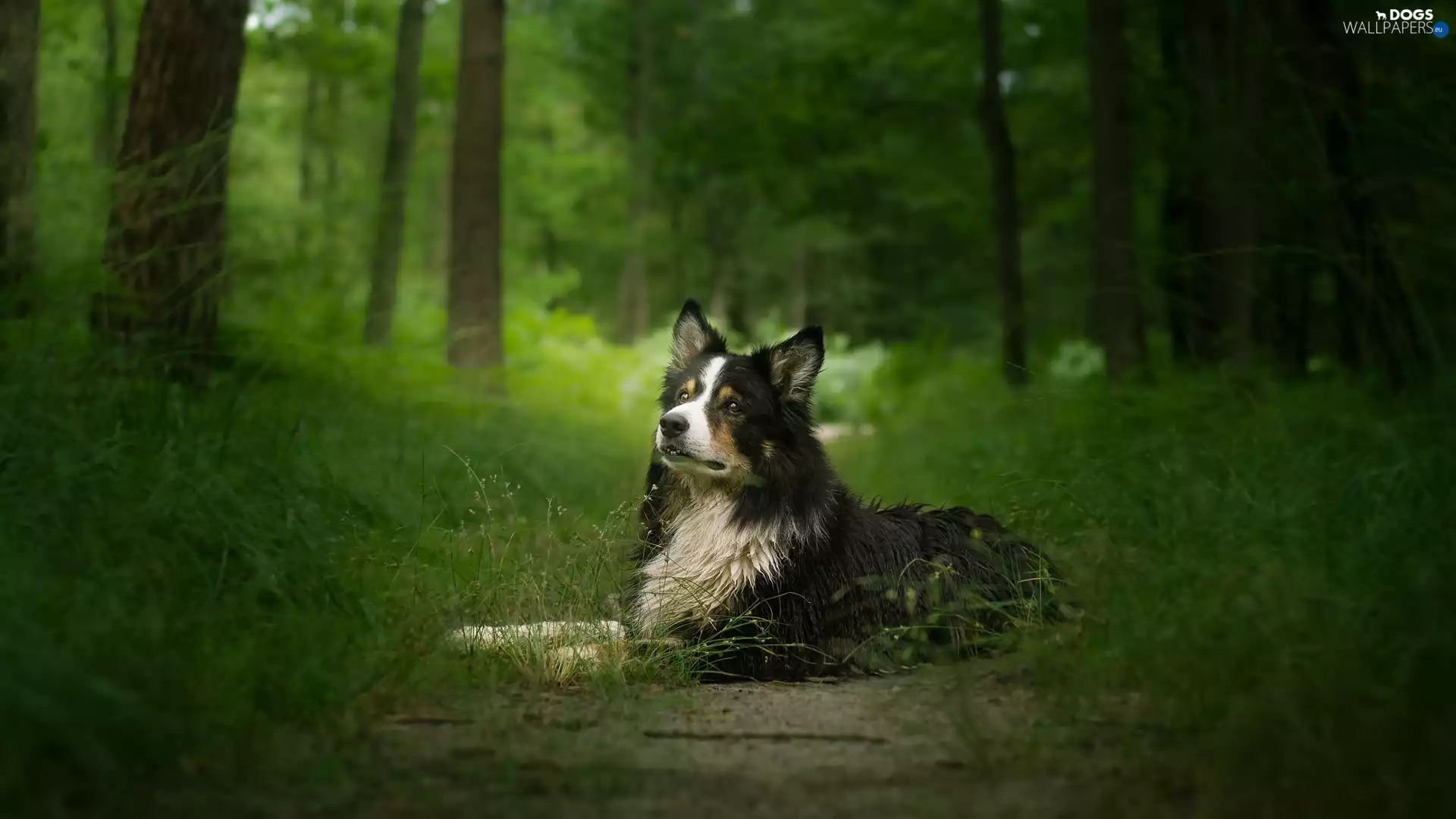 viewes, grass, Border Collie, trees, dog