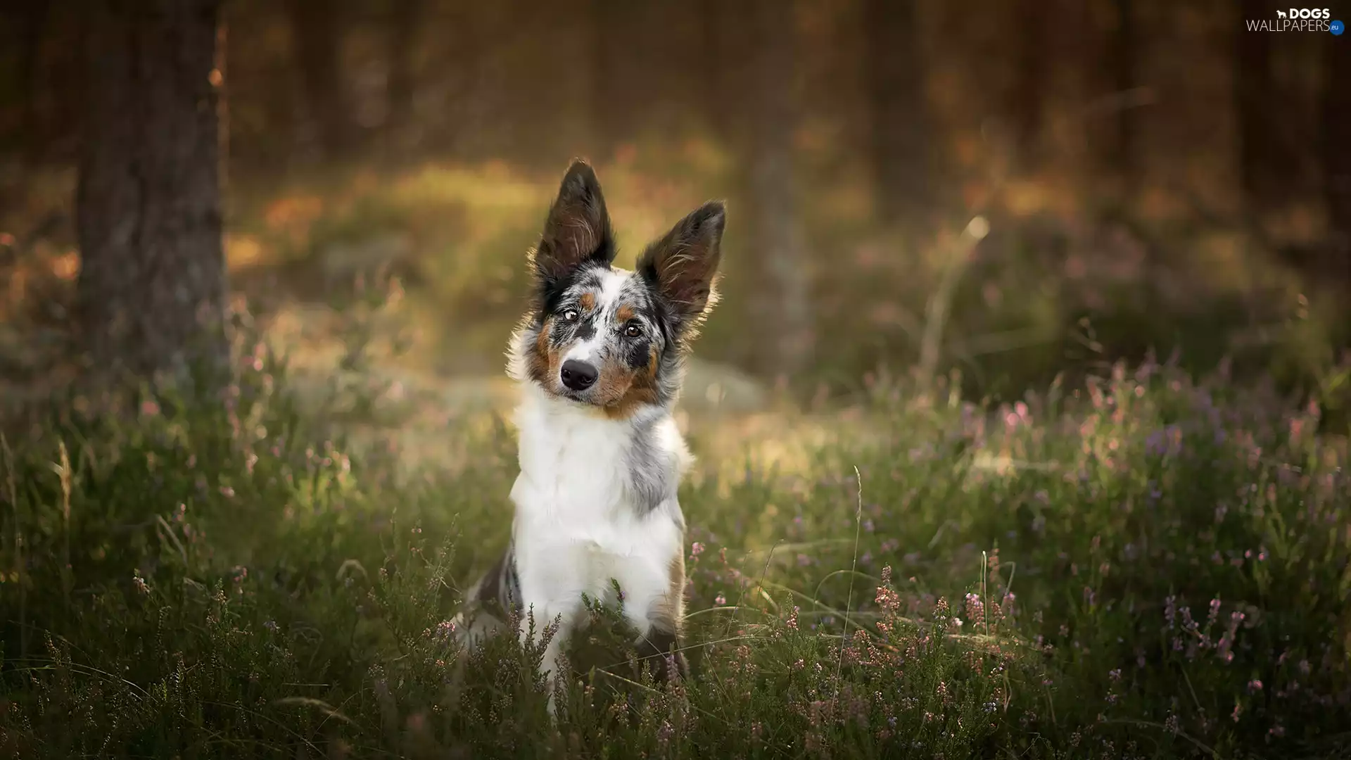viewes, heather, Border Collie, trees, dog