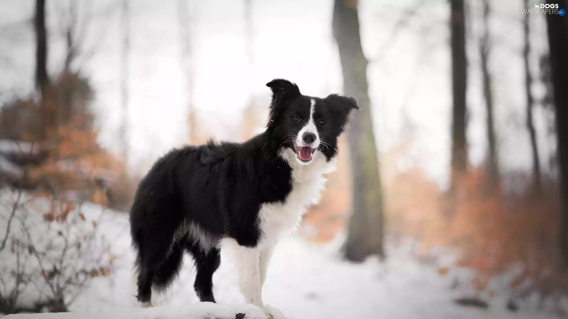 viewes, snow, Border Collie, trees, dog