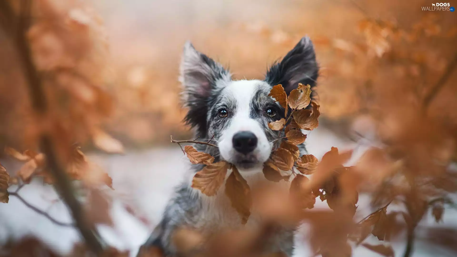 Yellowed, Leaf, Border Collie, muzzle, dog