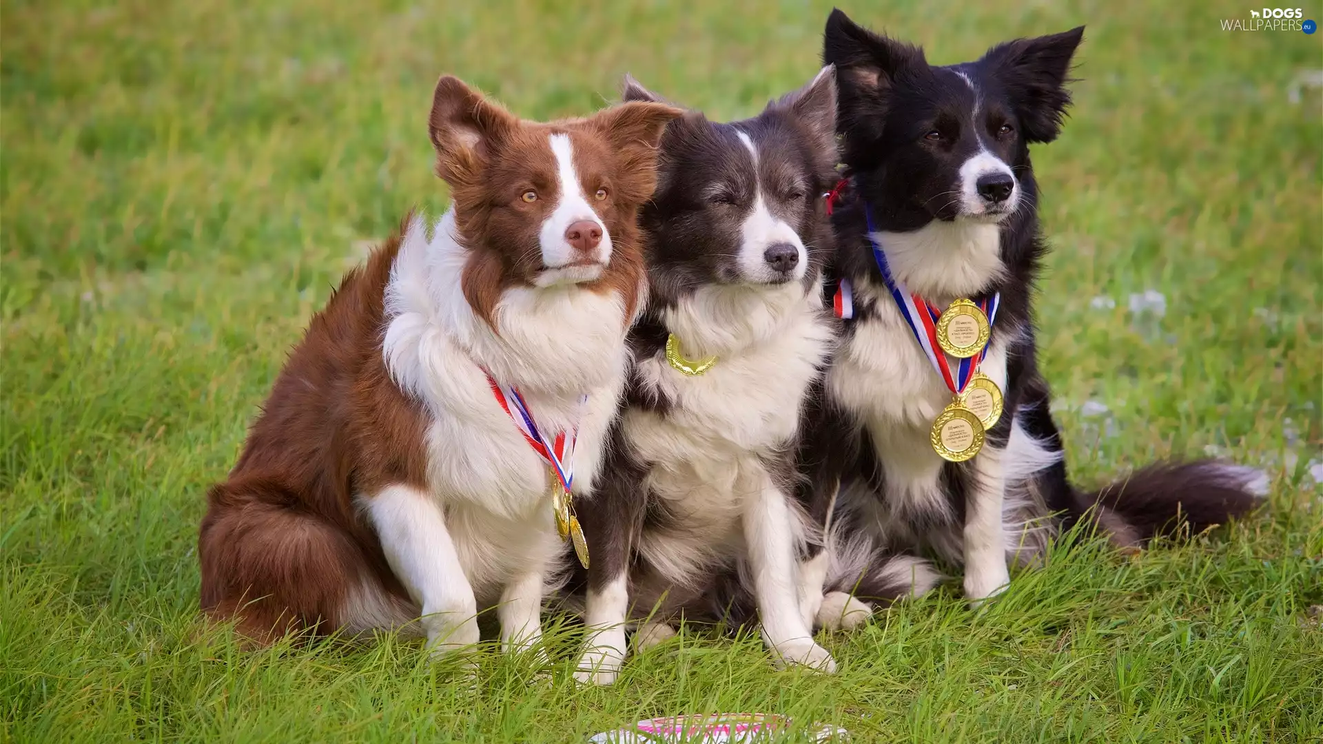 grass, medals, Border Collie, Meadow, Dogs