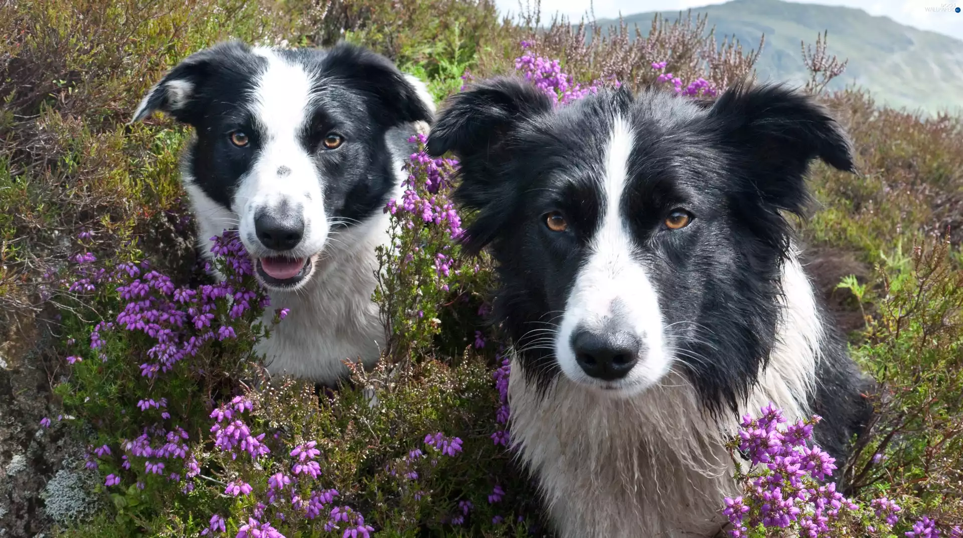Two cars, Border Collie, Flowers, Dogs