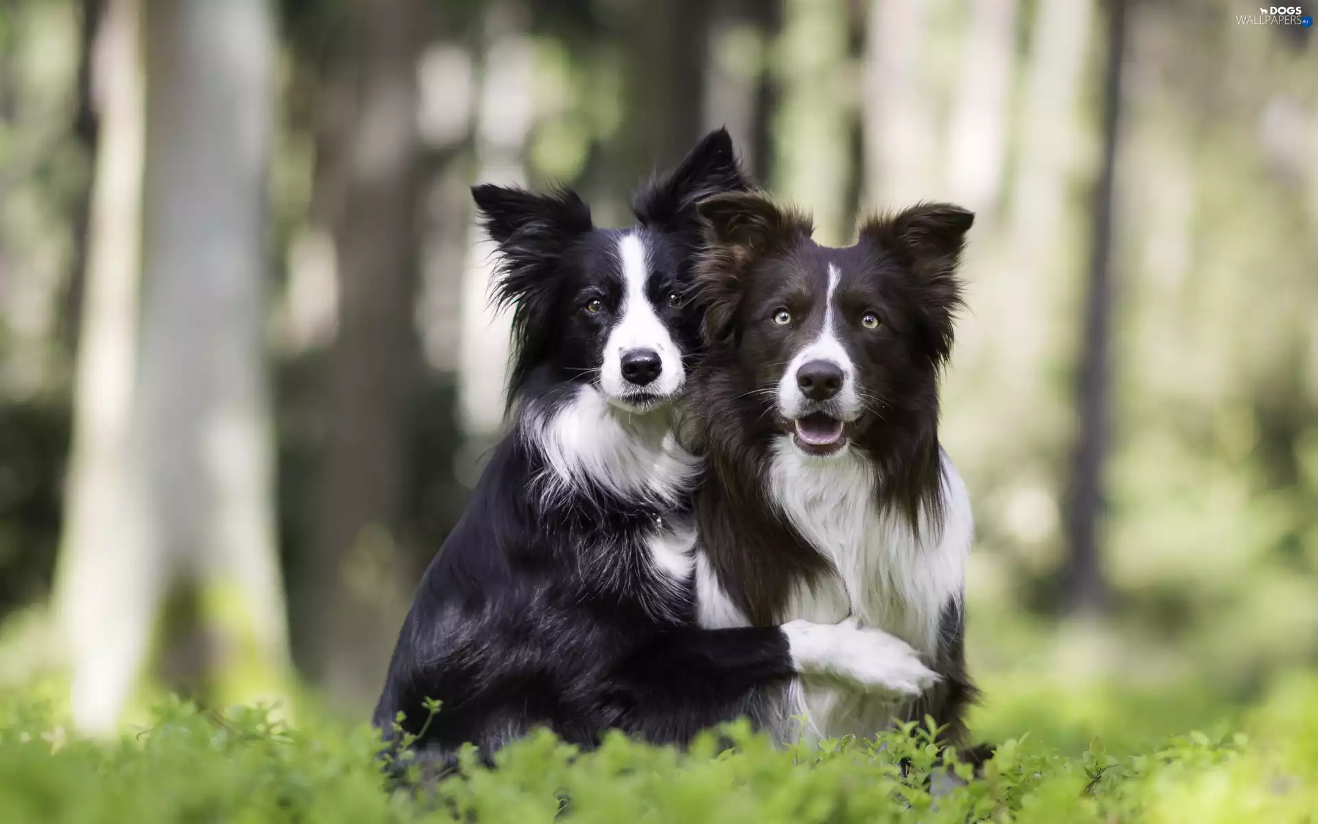Two cars, Border Collie, forest, Dogs
