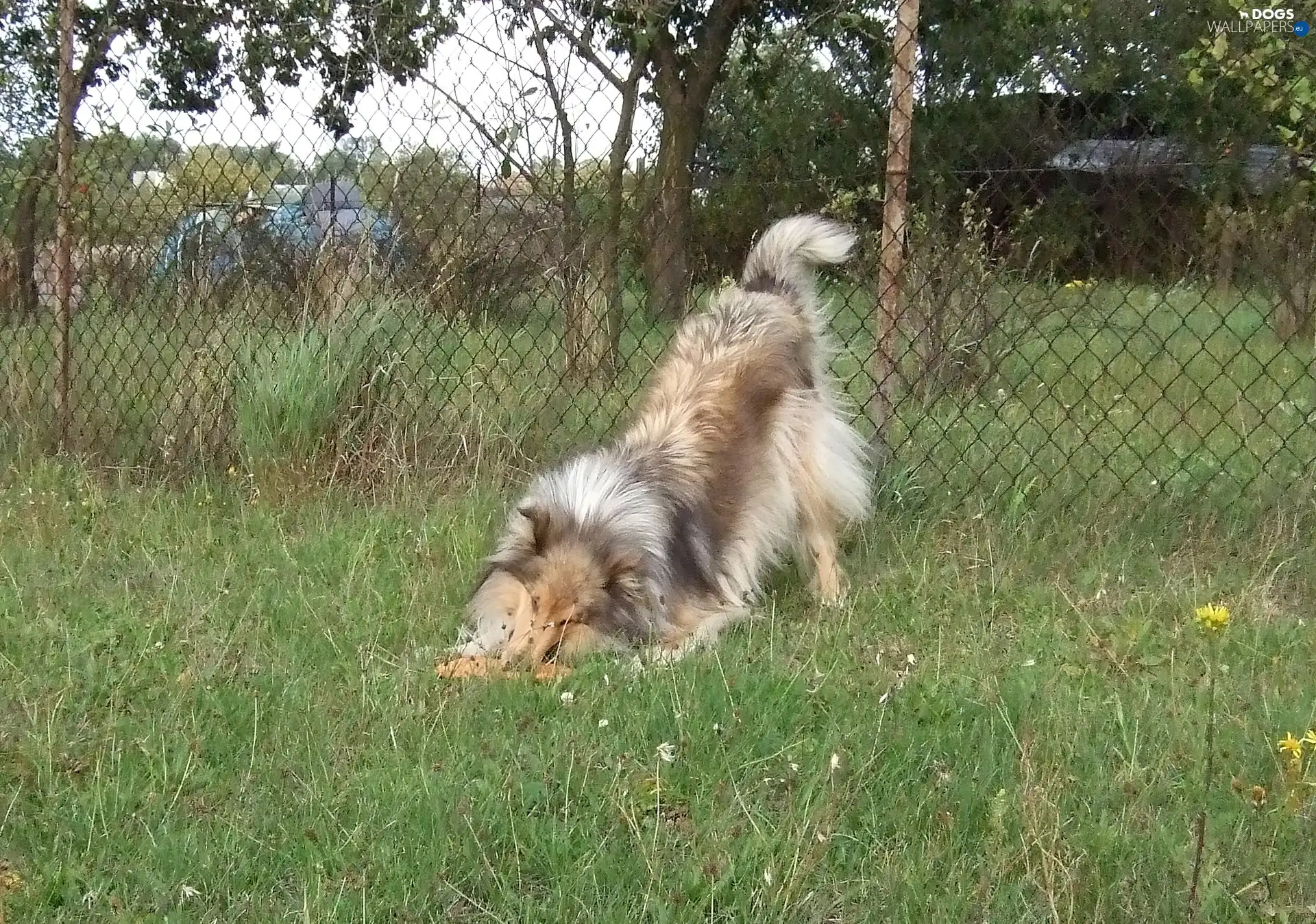 Fance, Collie rough