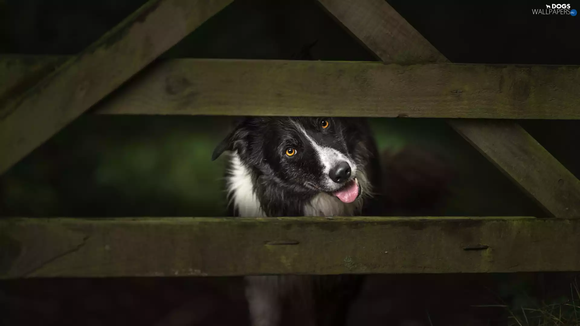 fence, dog, Border Collie