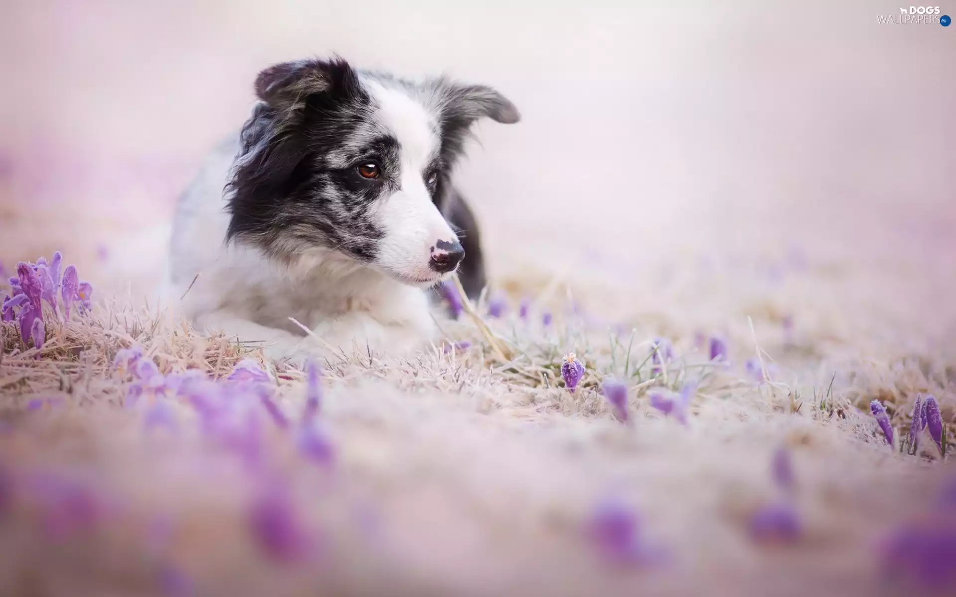 Flowers, dog, Border Collie