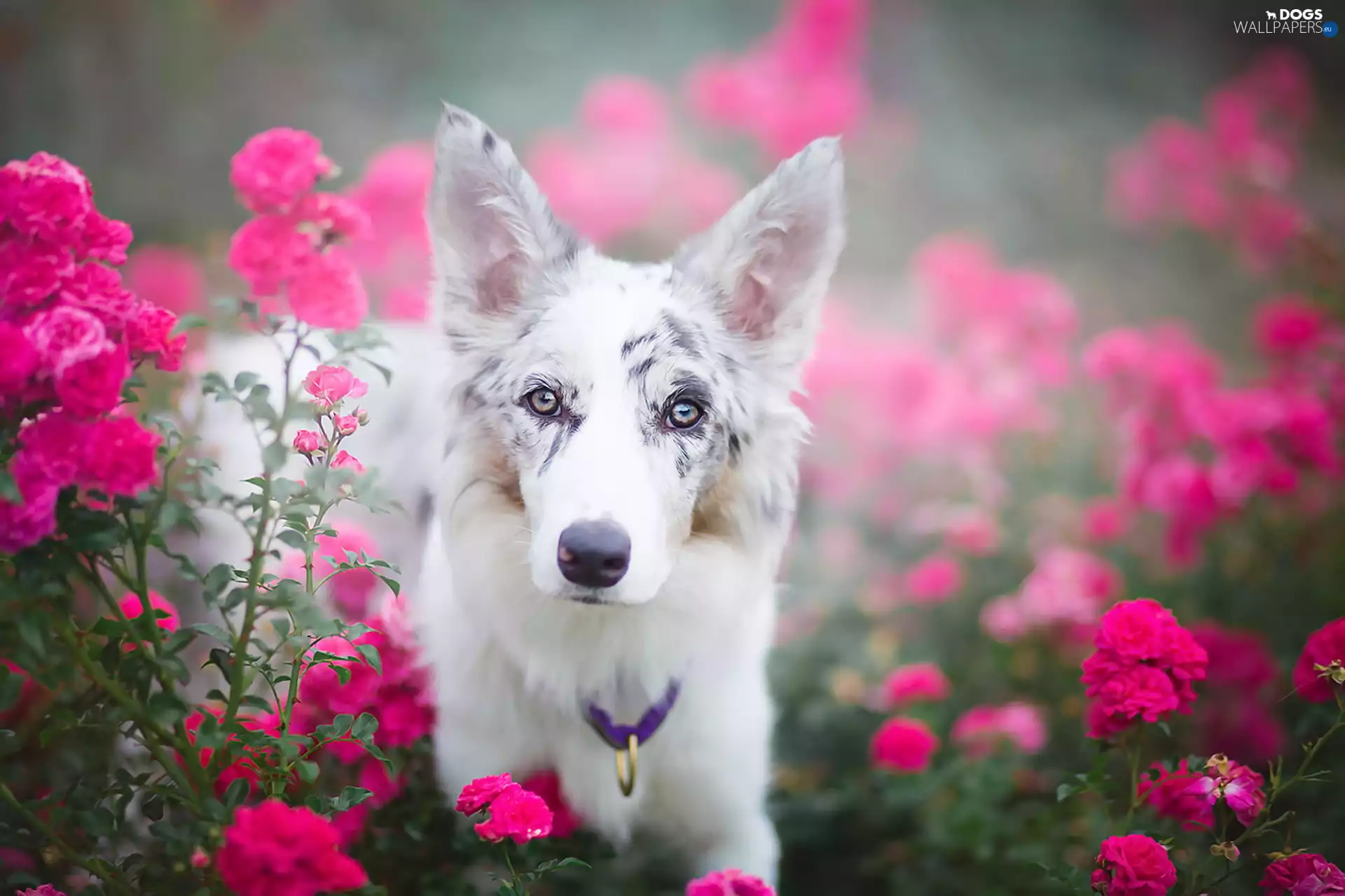 Border Collie, Flowers, roses, portrait