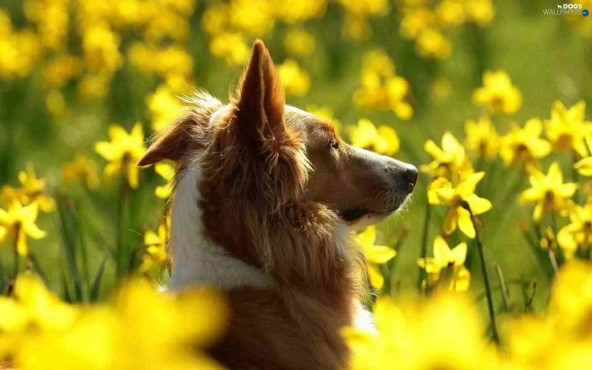 Flowers, Collie rough, Collie