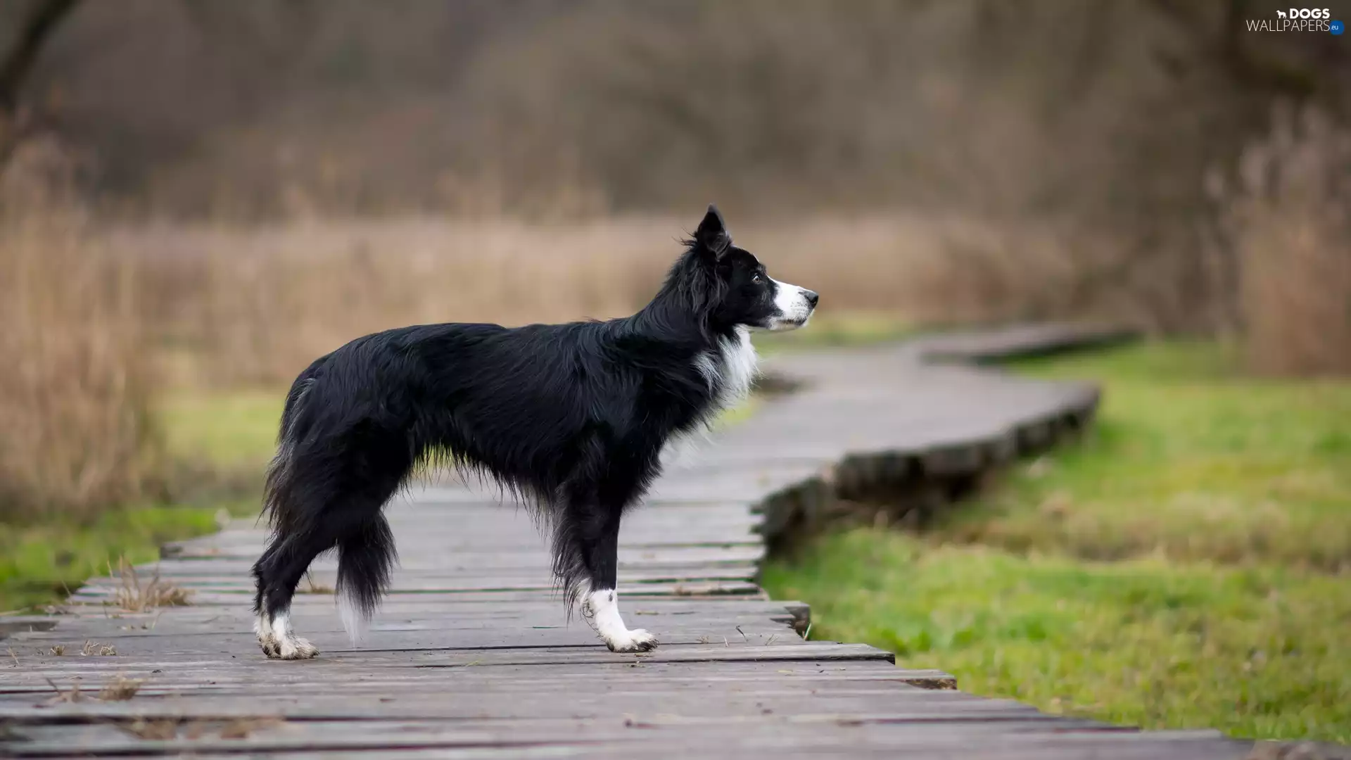 footbridge, dog, Border Collie