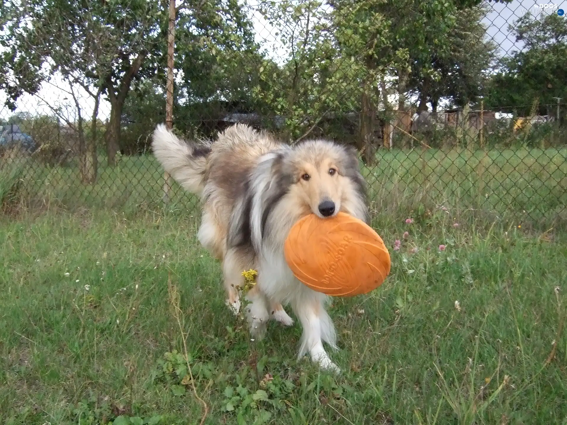 frizbee, Collie rough