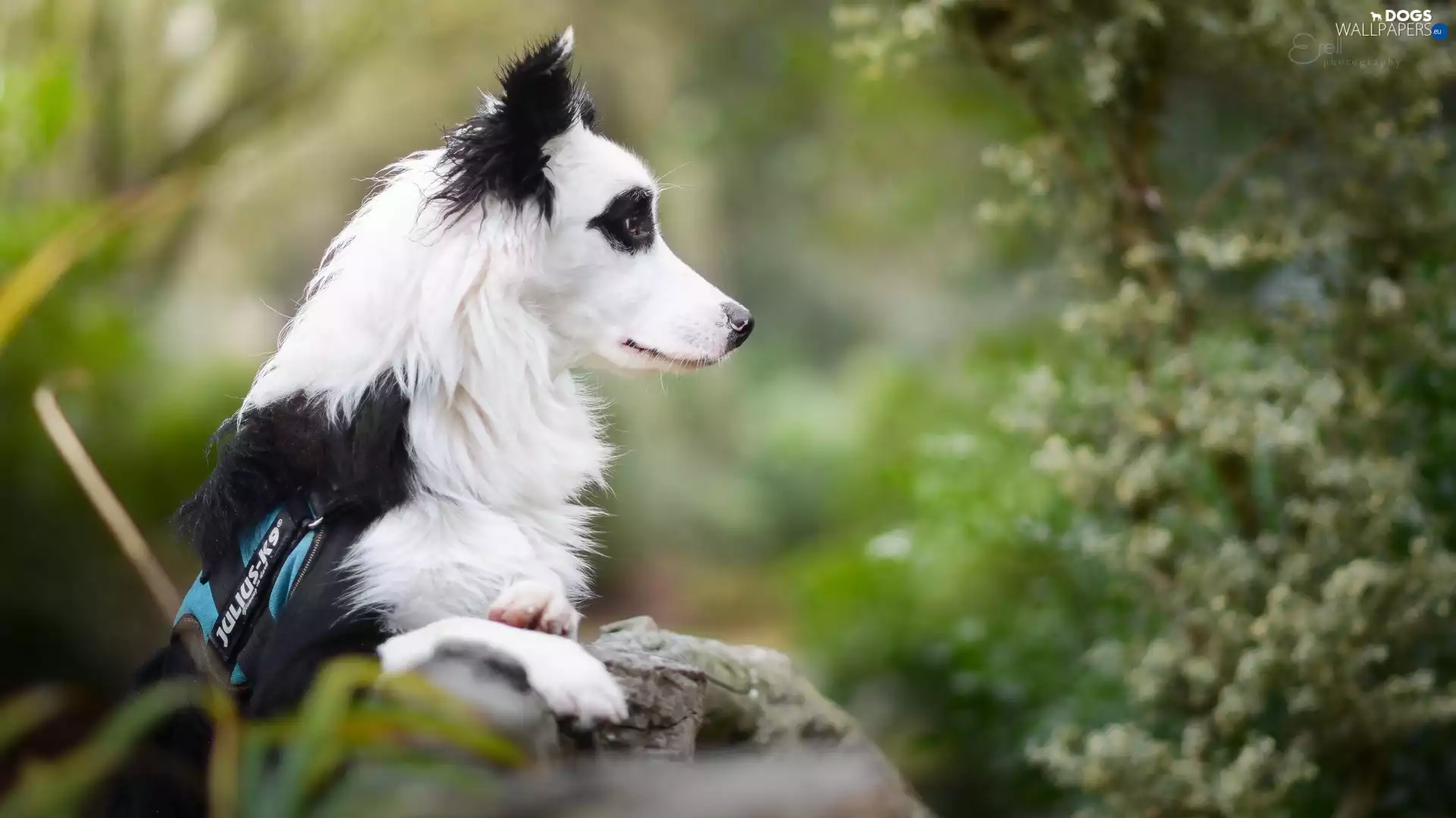 Border Collie, fuzzy, background, ledge