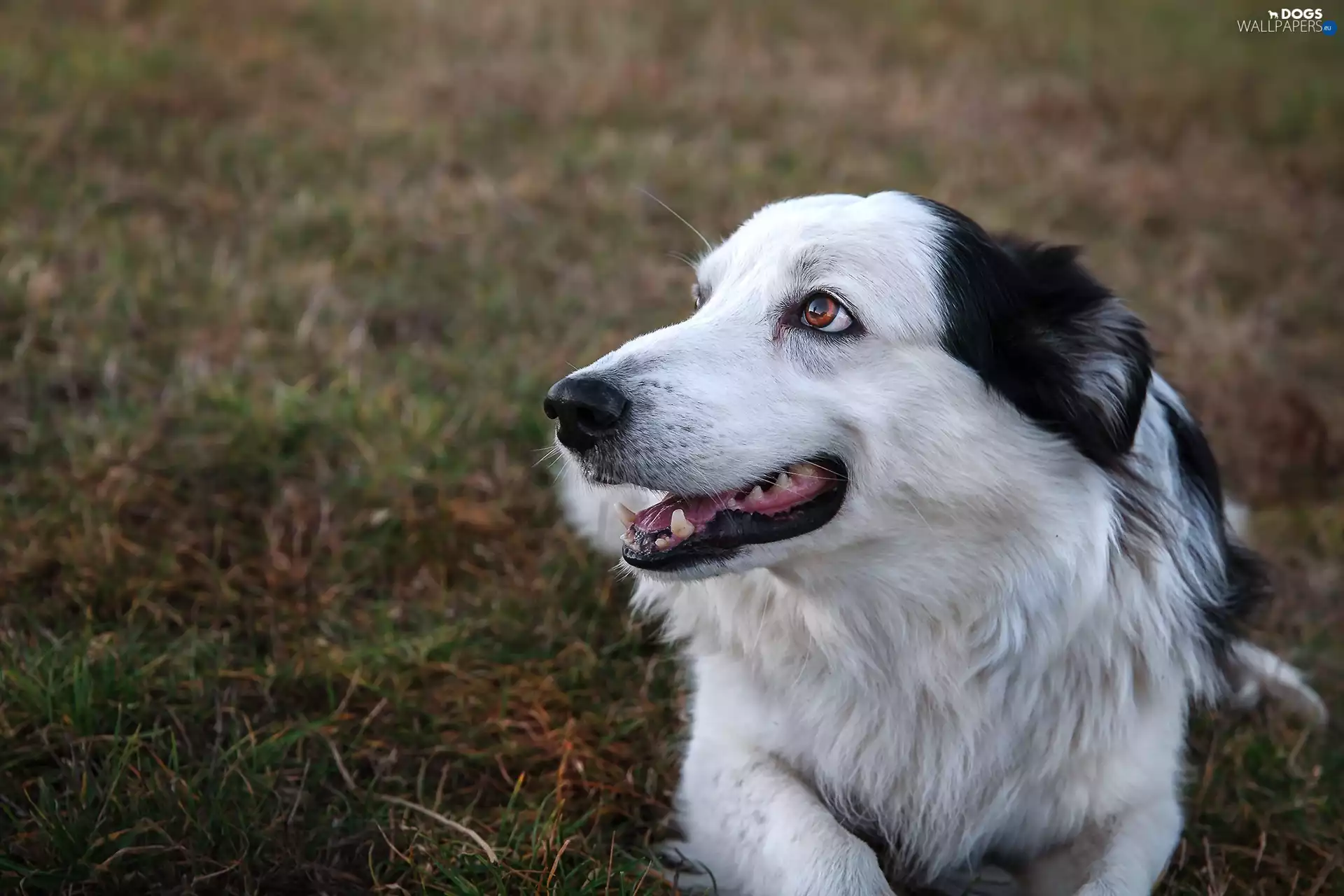 Border Collie, fuzzy, background, Meadow