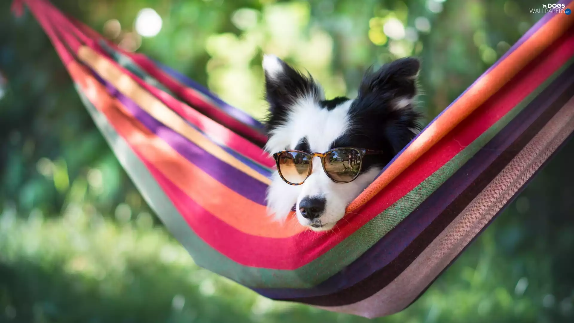 Border Collie, Glasses, Hammock, muzzle