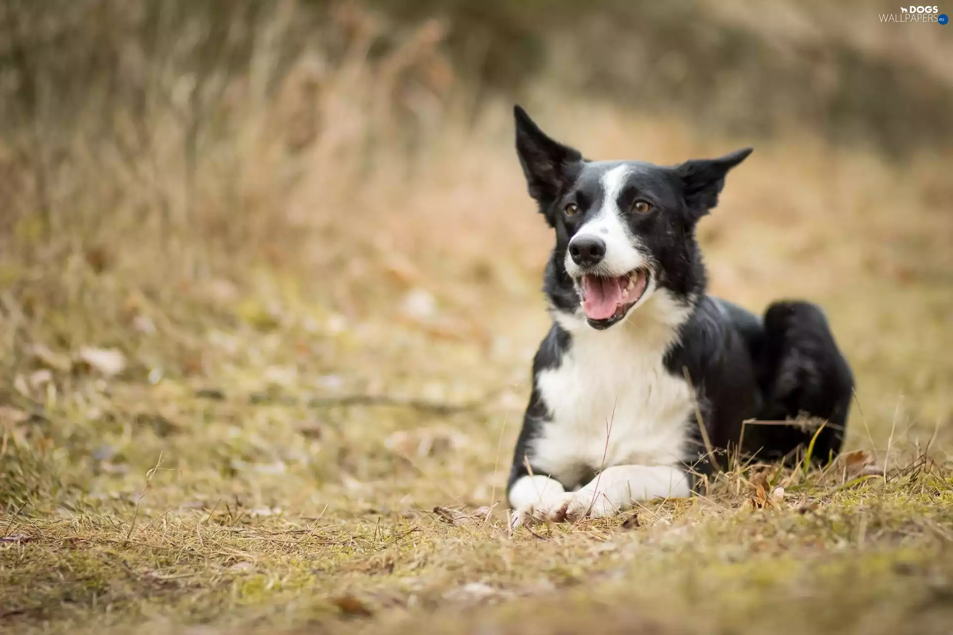 grass, dog, Border Collie