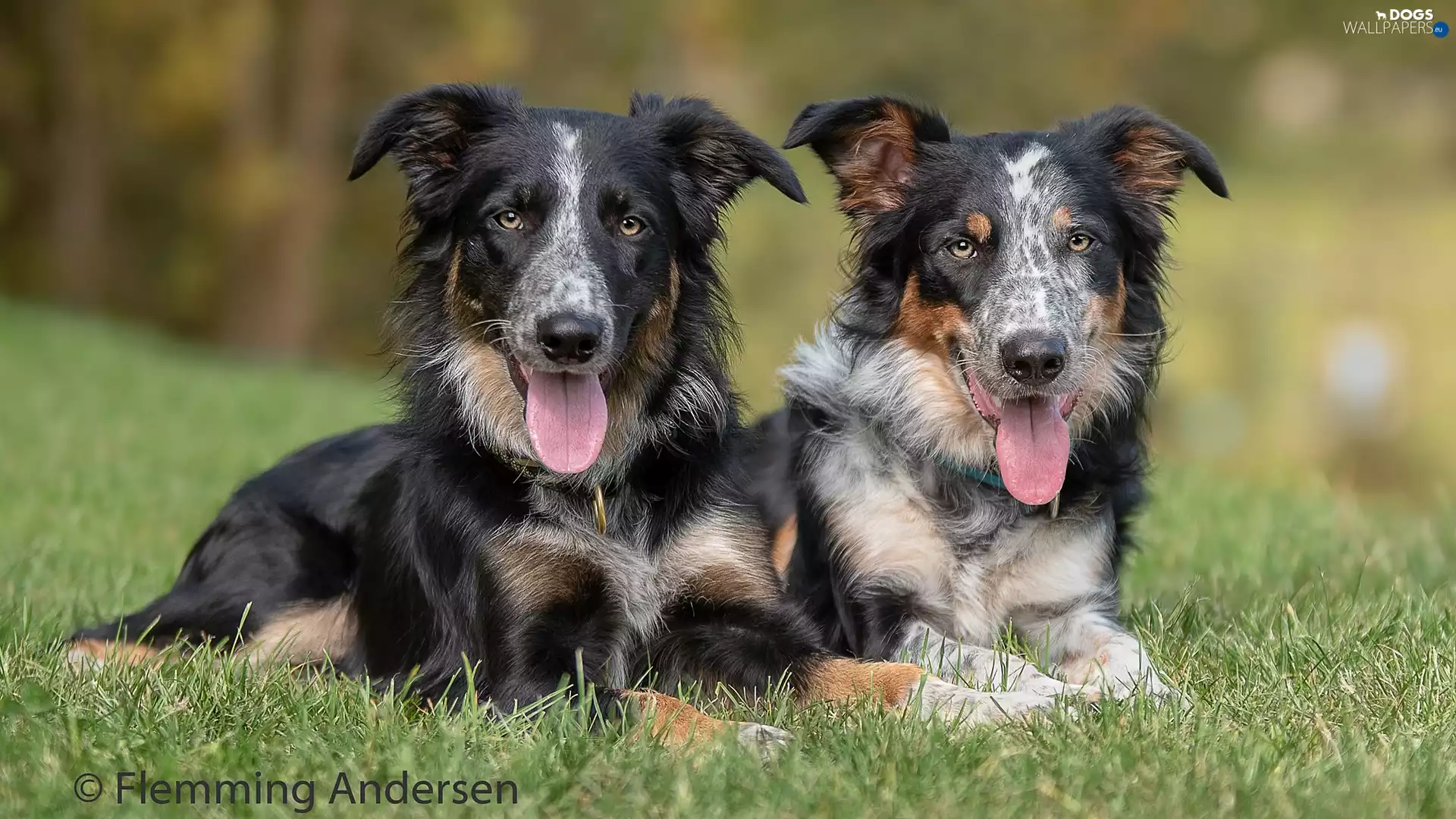 grass, Dogs, Border Collie