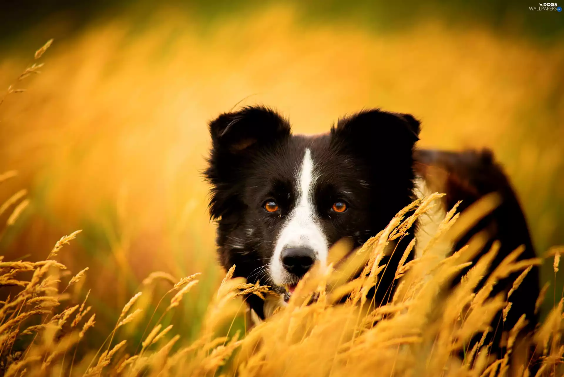 grass, gazing, Border Collie
