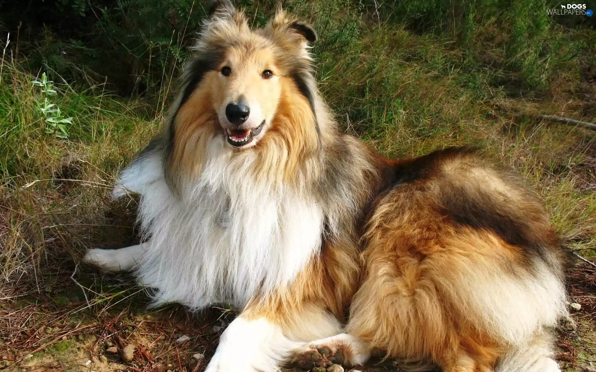 grass, sheep-dog, Collie