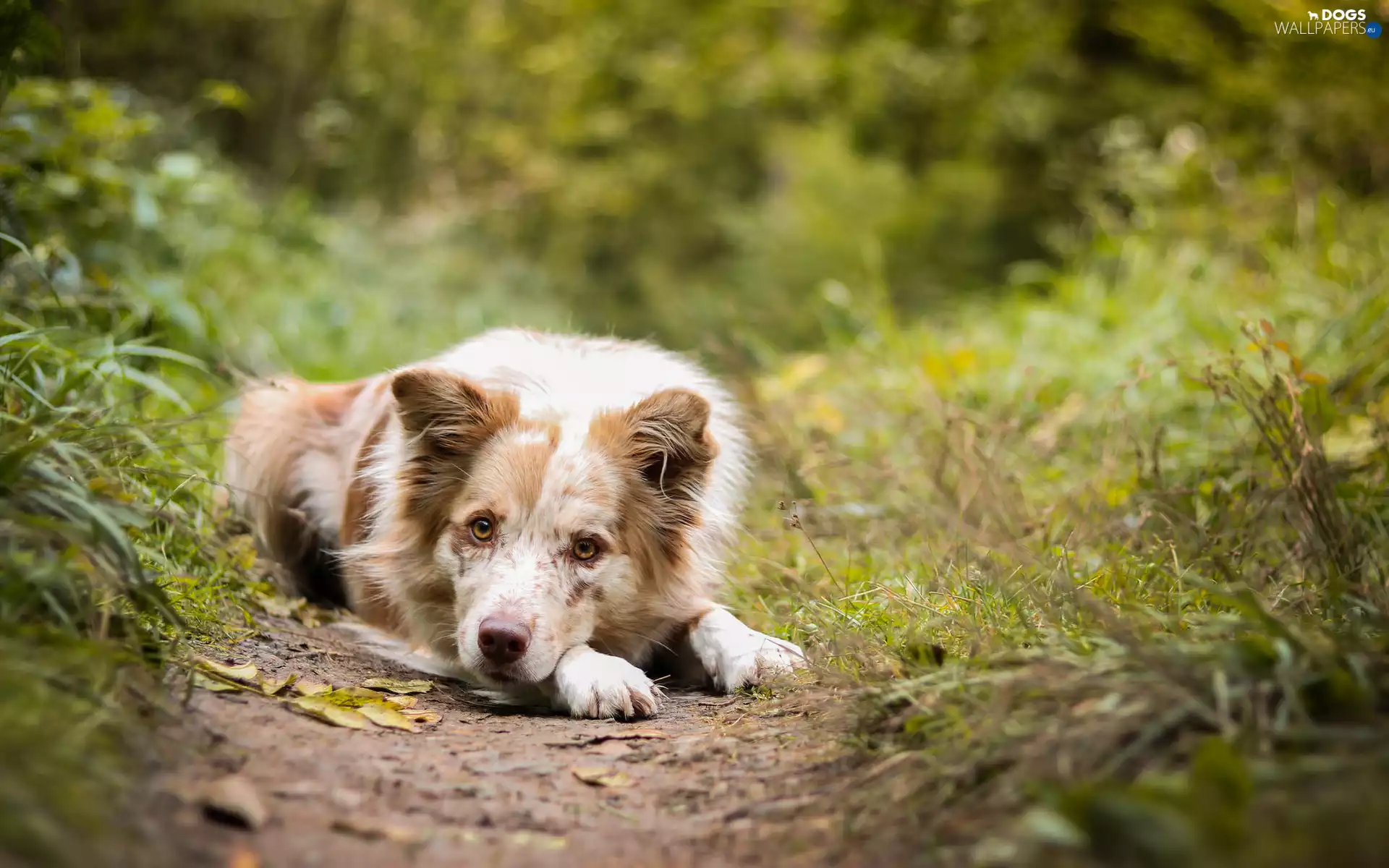 Border Collie, grass, Plants, Path