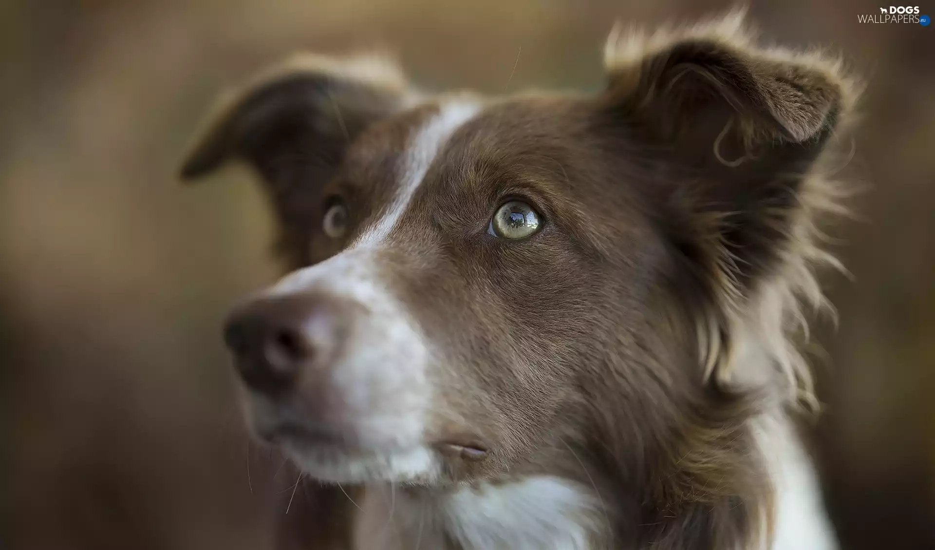 Head, dog, Border Collie