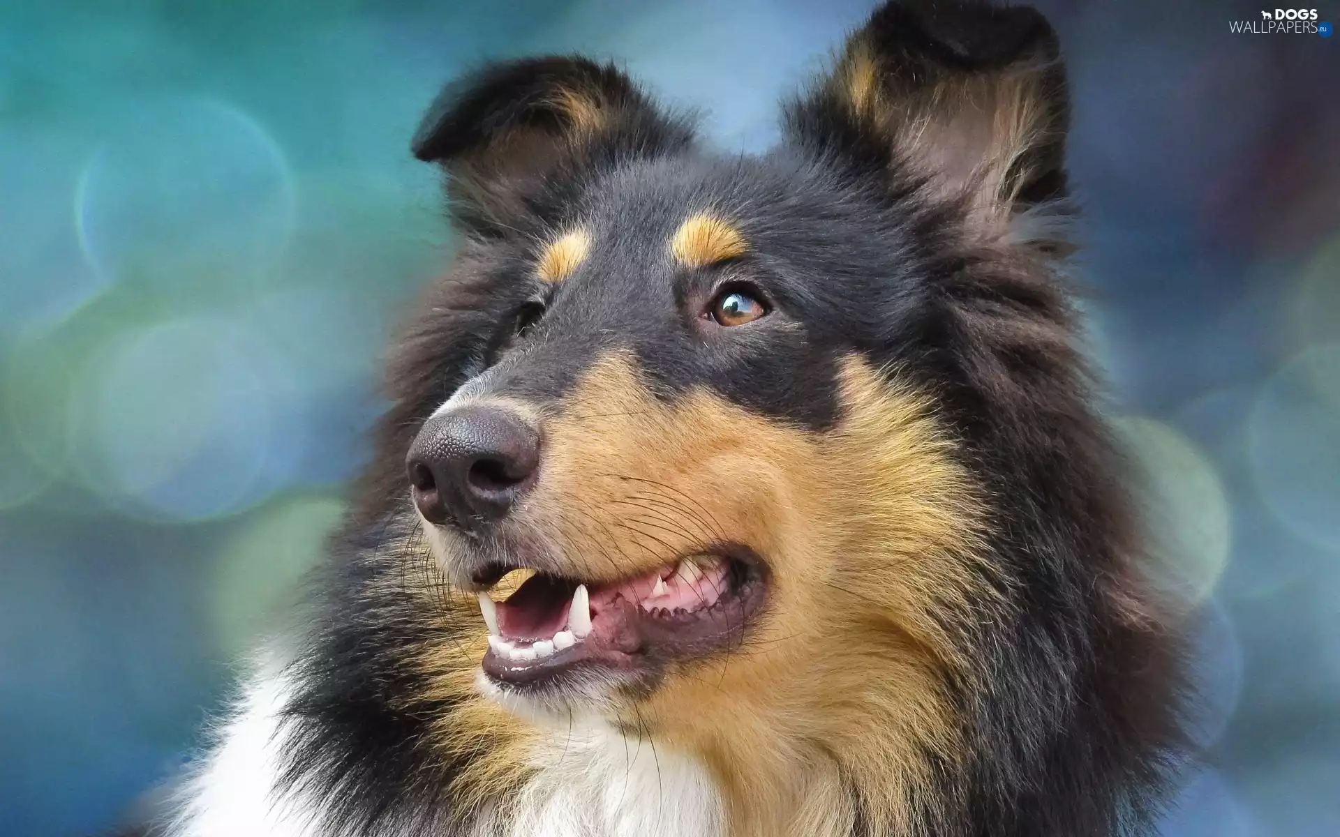 Head, Collie rough, Collie