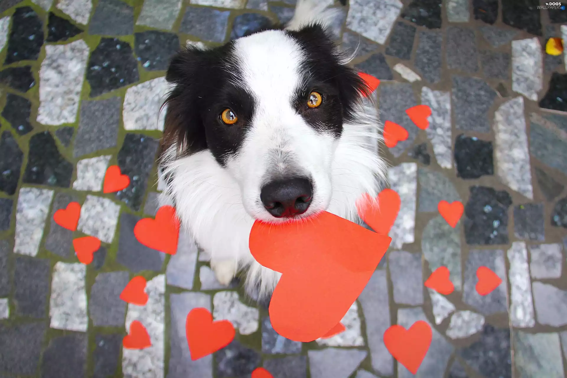 hearts, dog, Border Collie