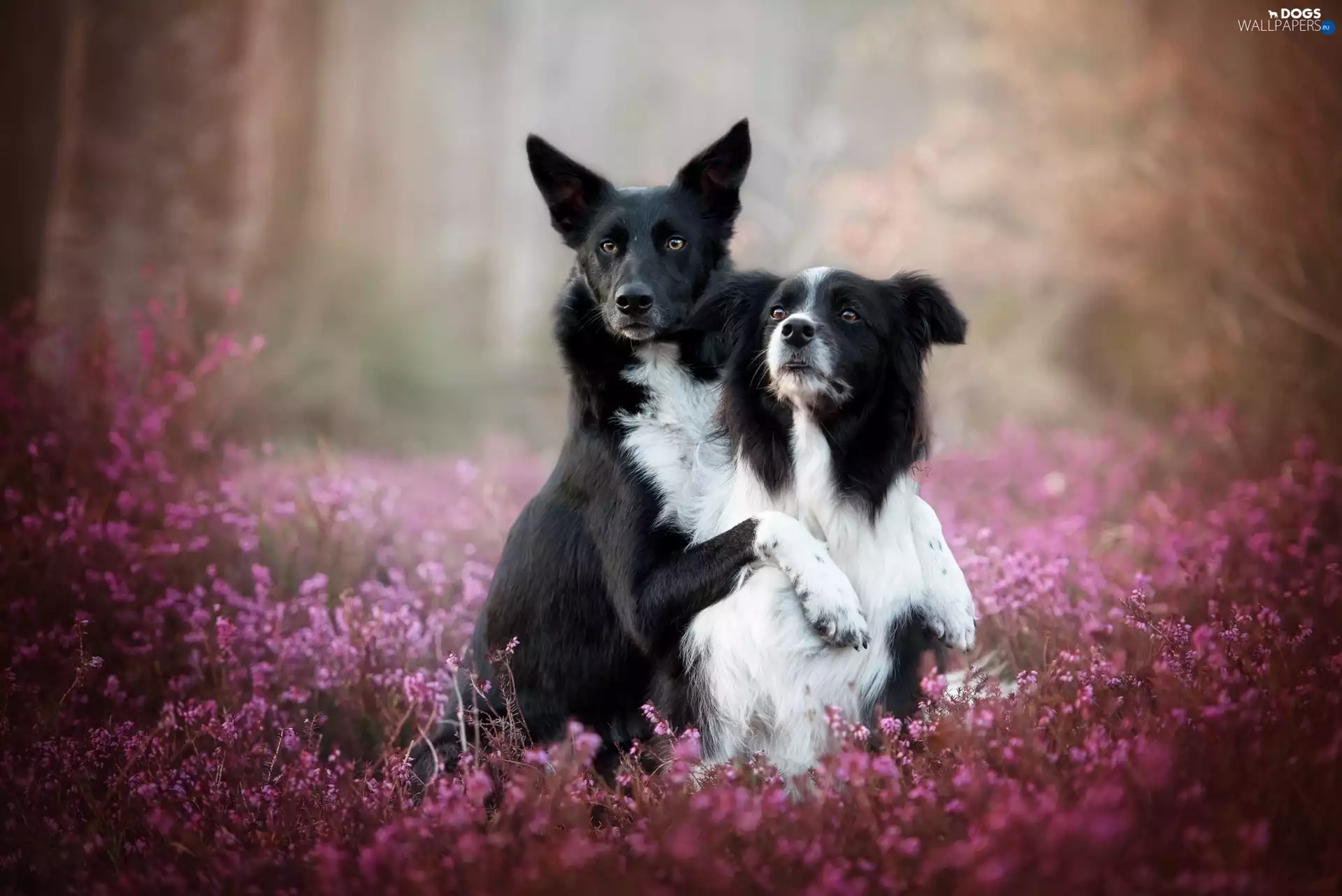 heather, Dogs, Border Collie